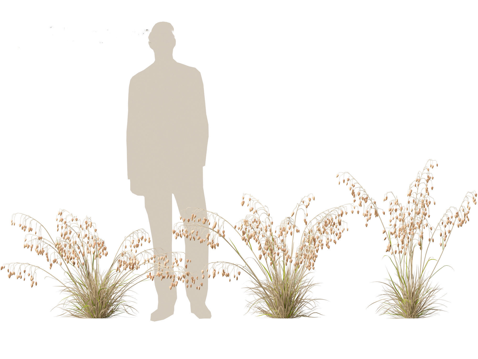 Briza media - Common quaking grass 01 3D model_6