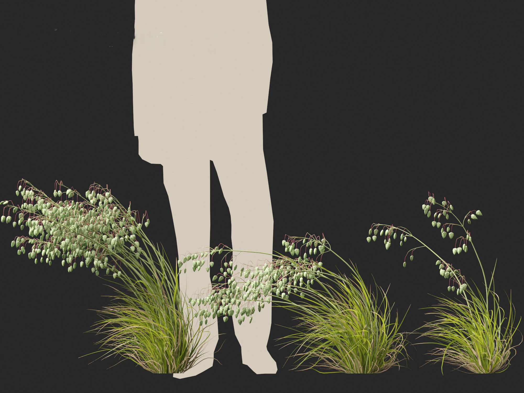 Briza media - Common quaking grass 02 3D model_5