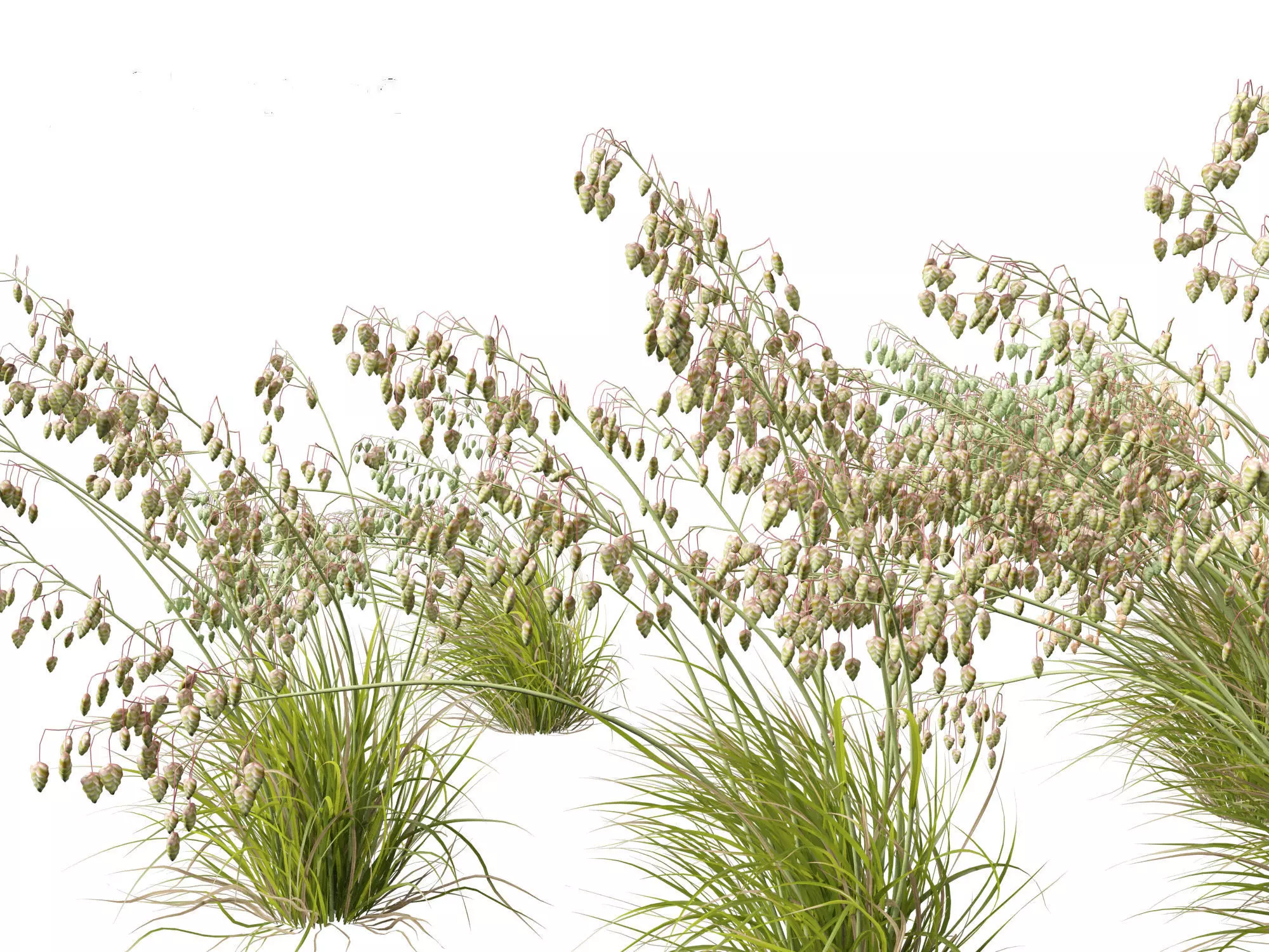 Briza media - Common quaking grass 02 3D model_0