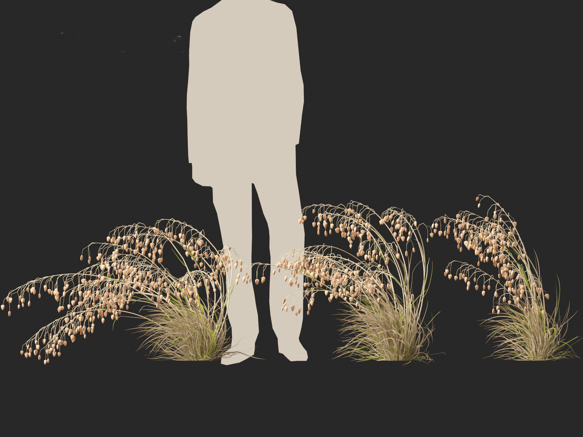 Briza media - Common quaking grass 02 3D model_7