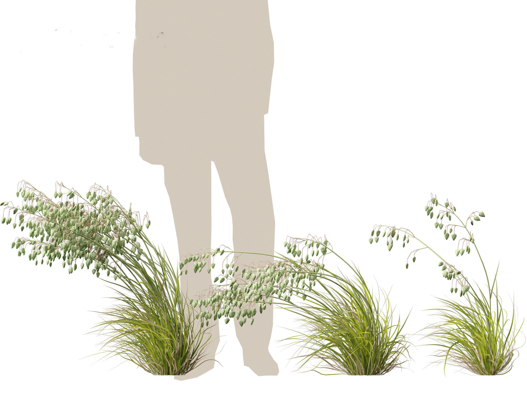 Briza media - Common quaking grass 02 3D model_4