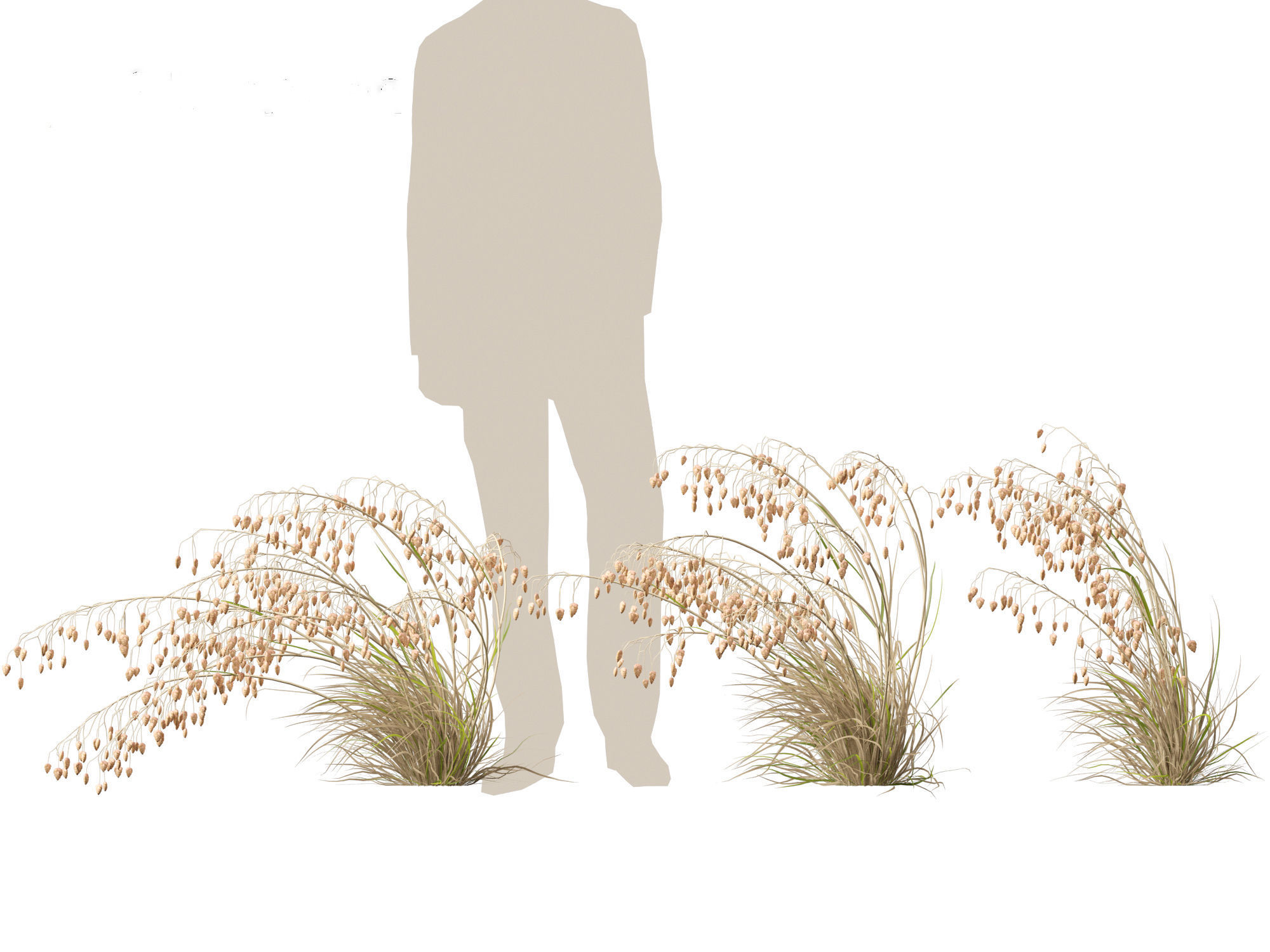 Briza media - Common quaking grass 02 3D model_6