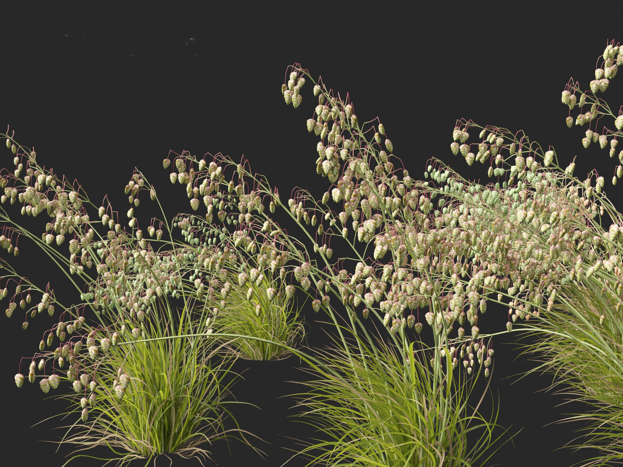 Briza media - Common quaking grass 02 3D model_1