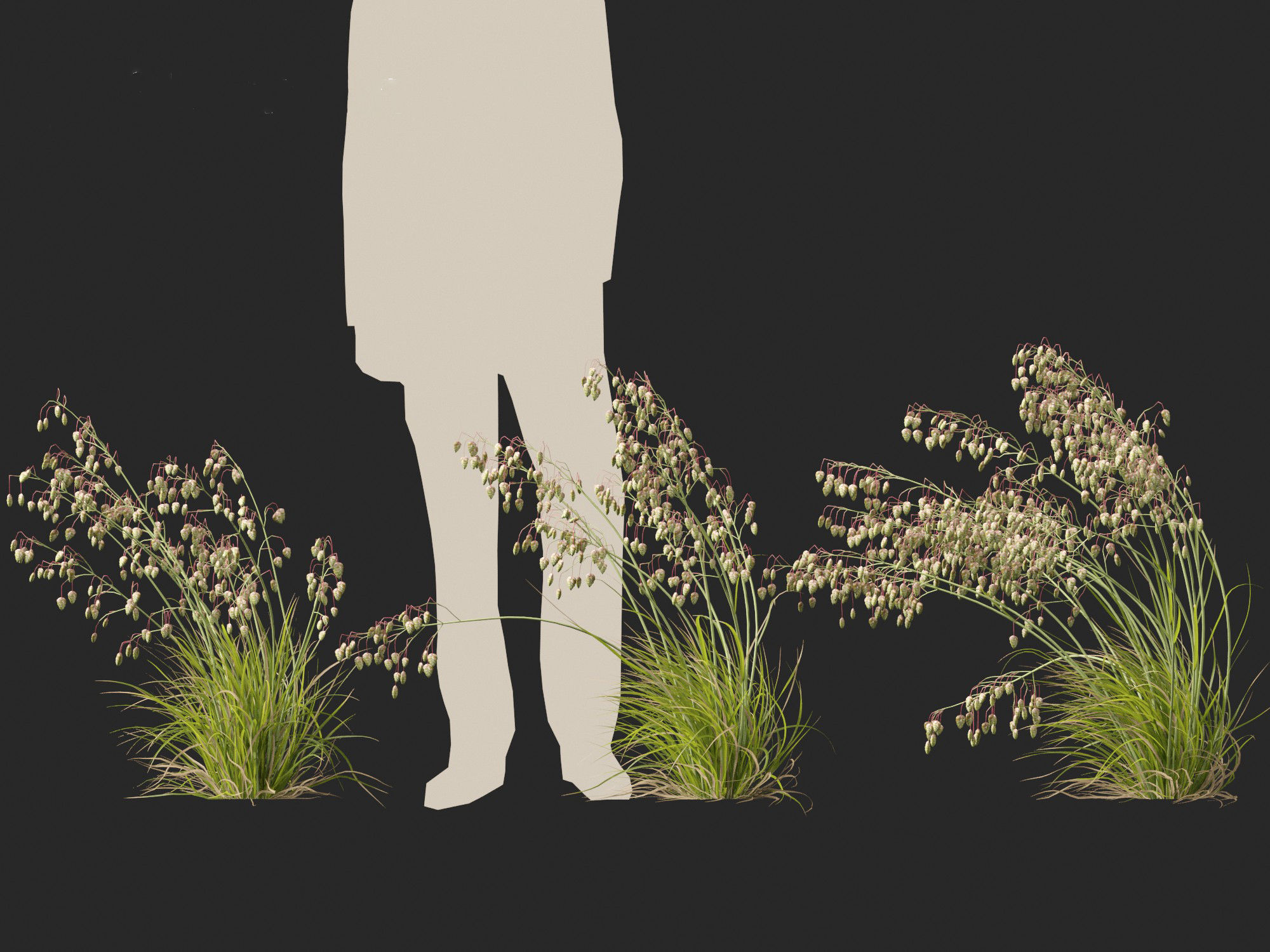 Briza media - Common quaking grass 02 3D model_3