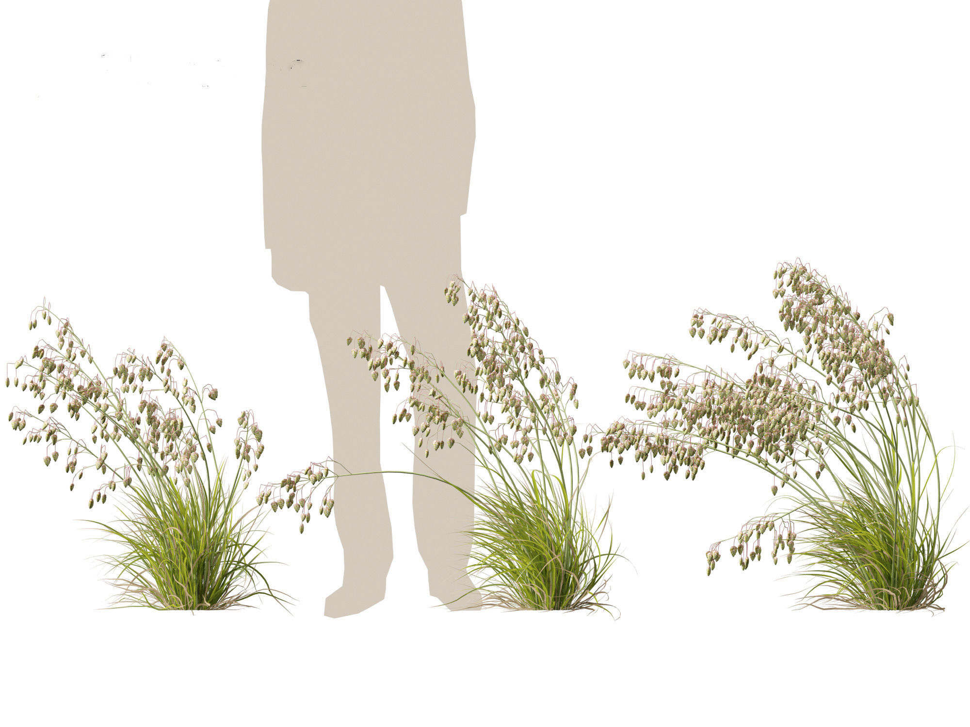 Briza media - Common quaking grass 02 3D model_2