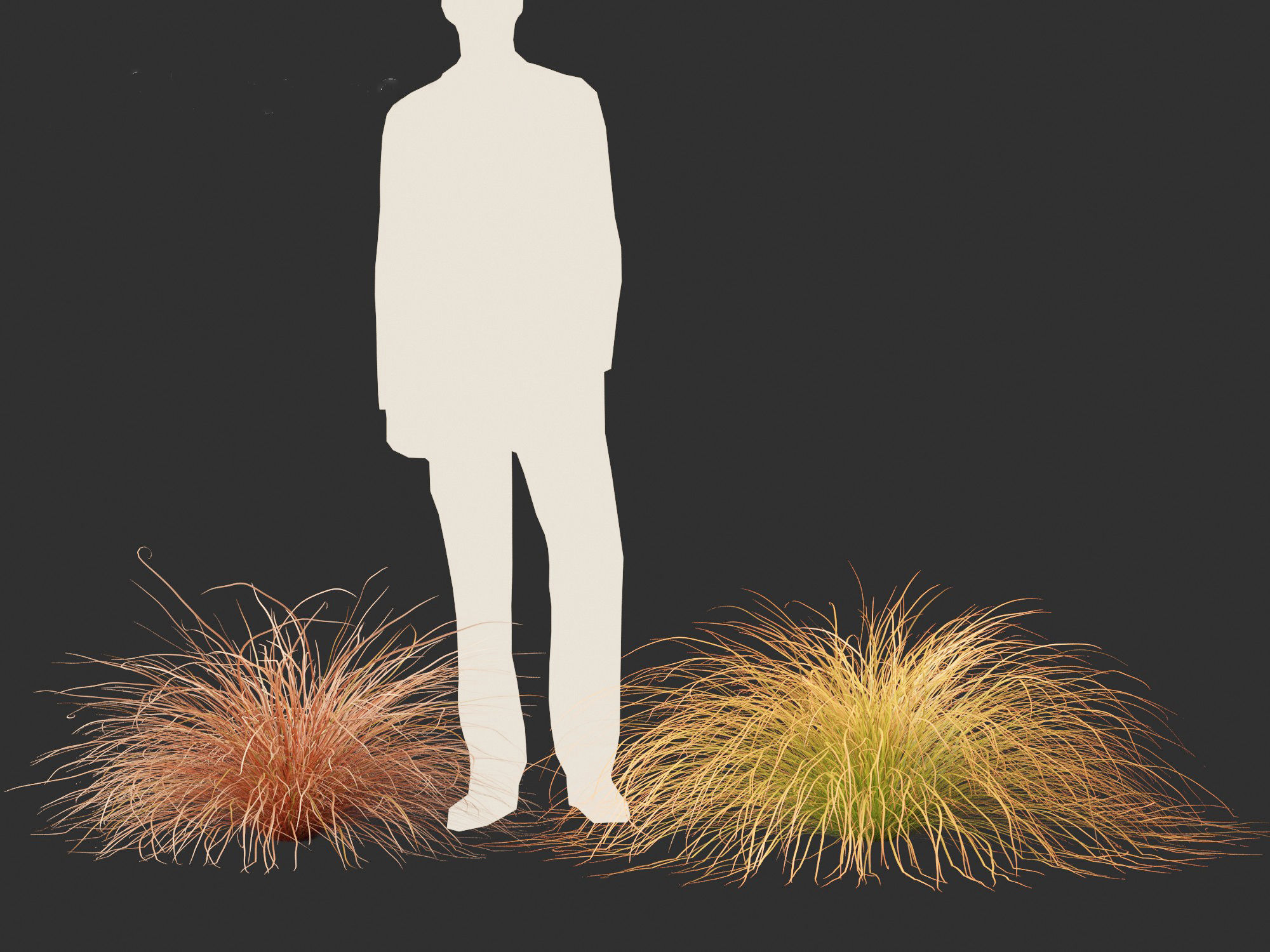 Carex buchananii - leatherleaf sedge 01 3D model_5