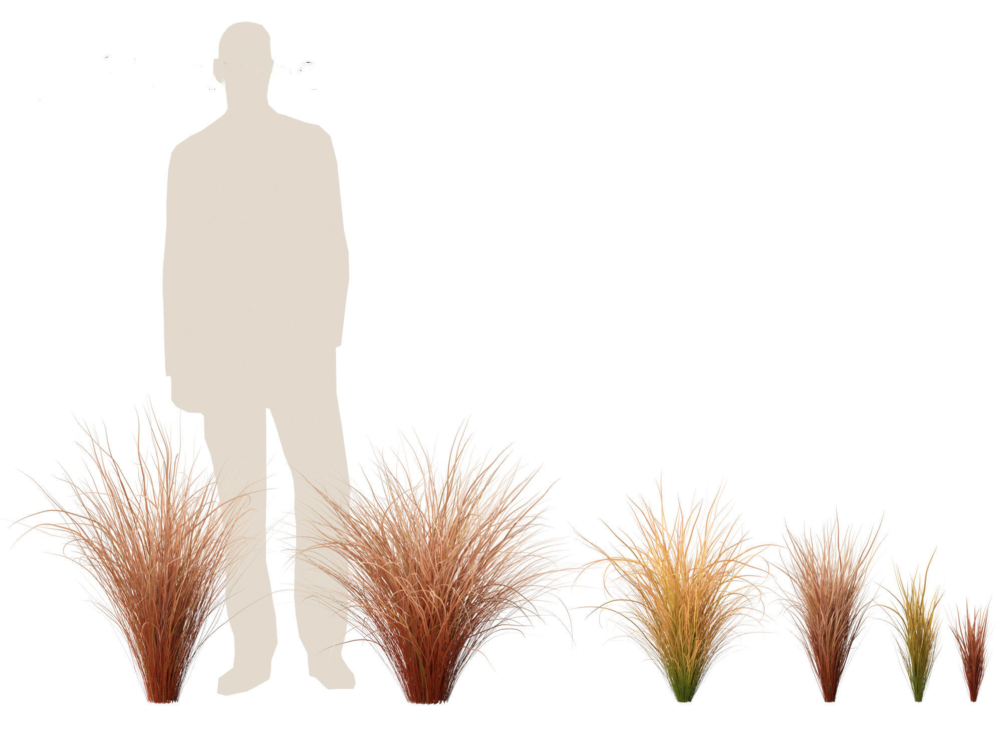 Carex buchananii - leatherleaf sedge 01 3D model_6