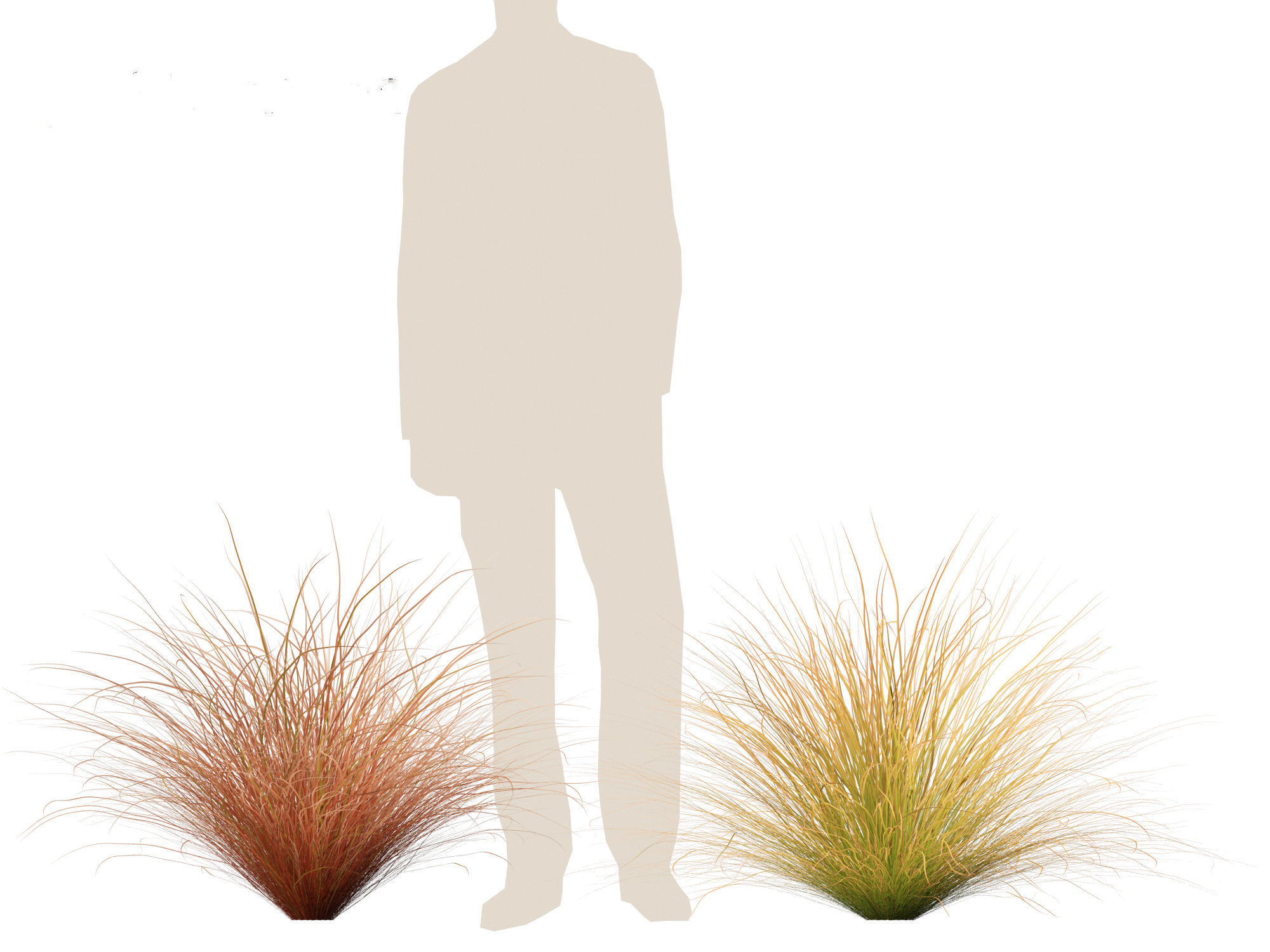 Carex buchananii - leatherleaf sedge 01 3D model_2