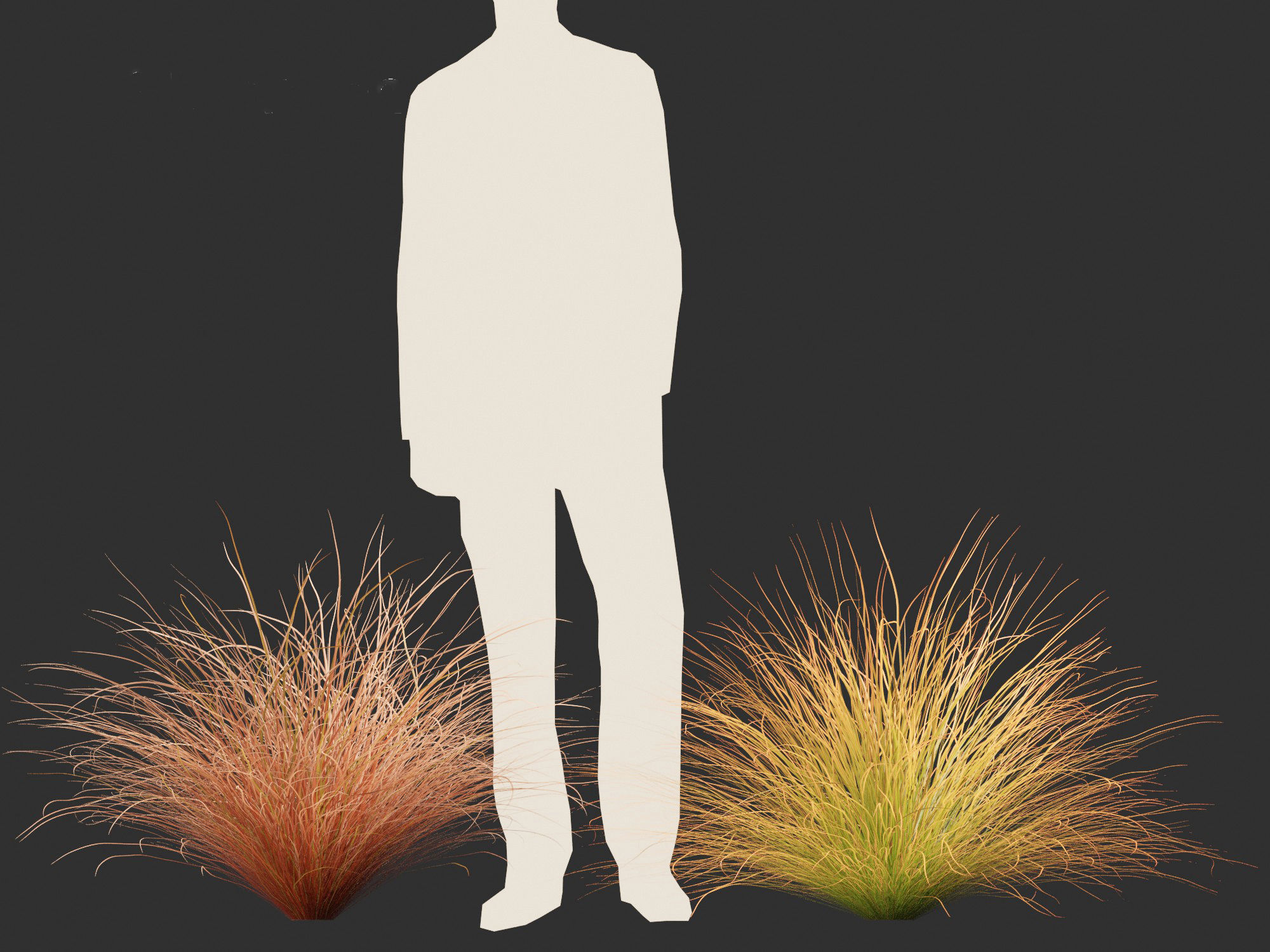 Carex buchananii - leatherleaf sedge 01 3D model_3