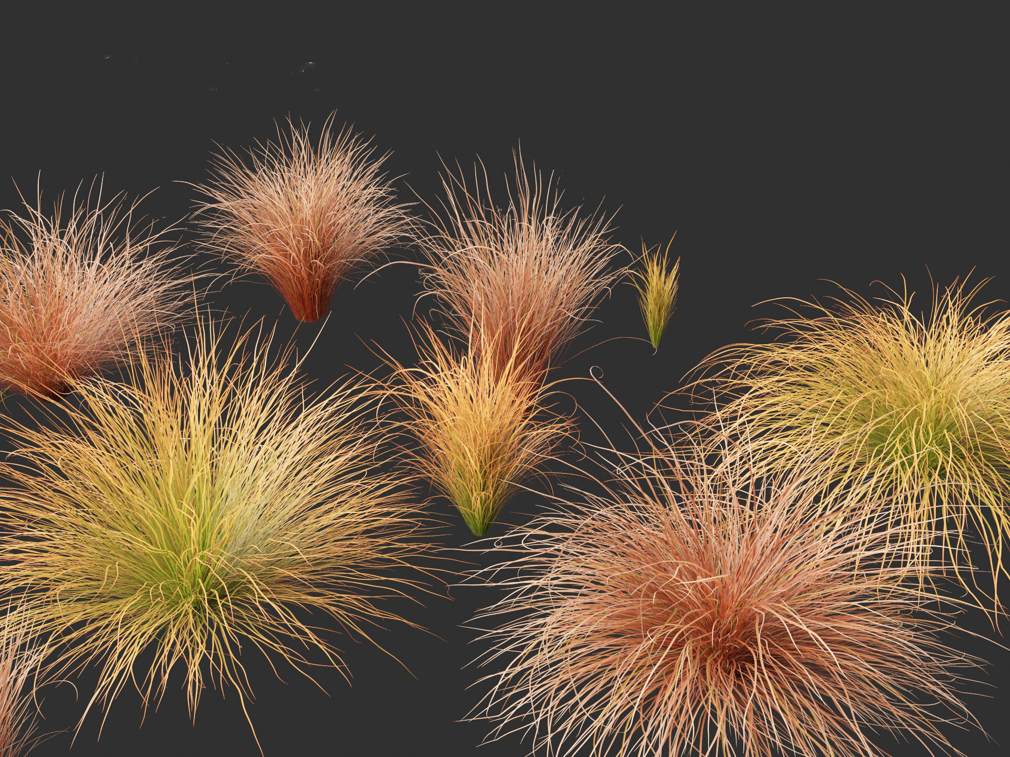 Carex buchananii - leatherleaf sedge 01 3D model_1