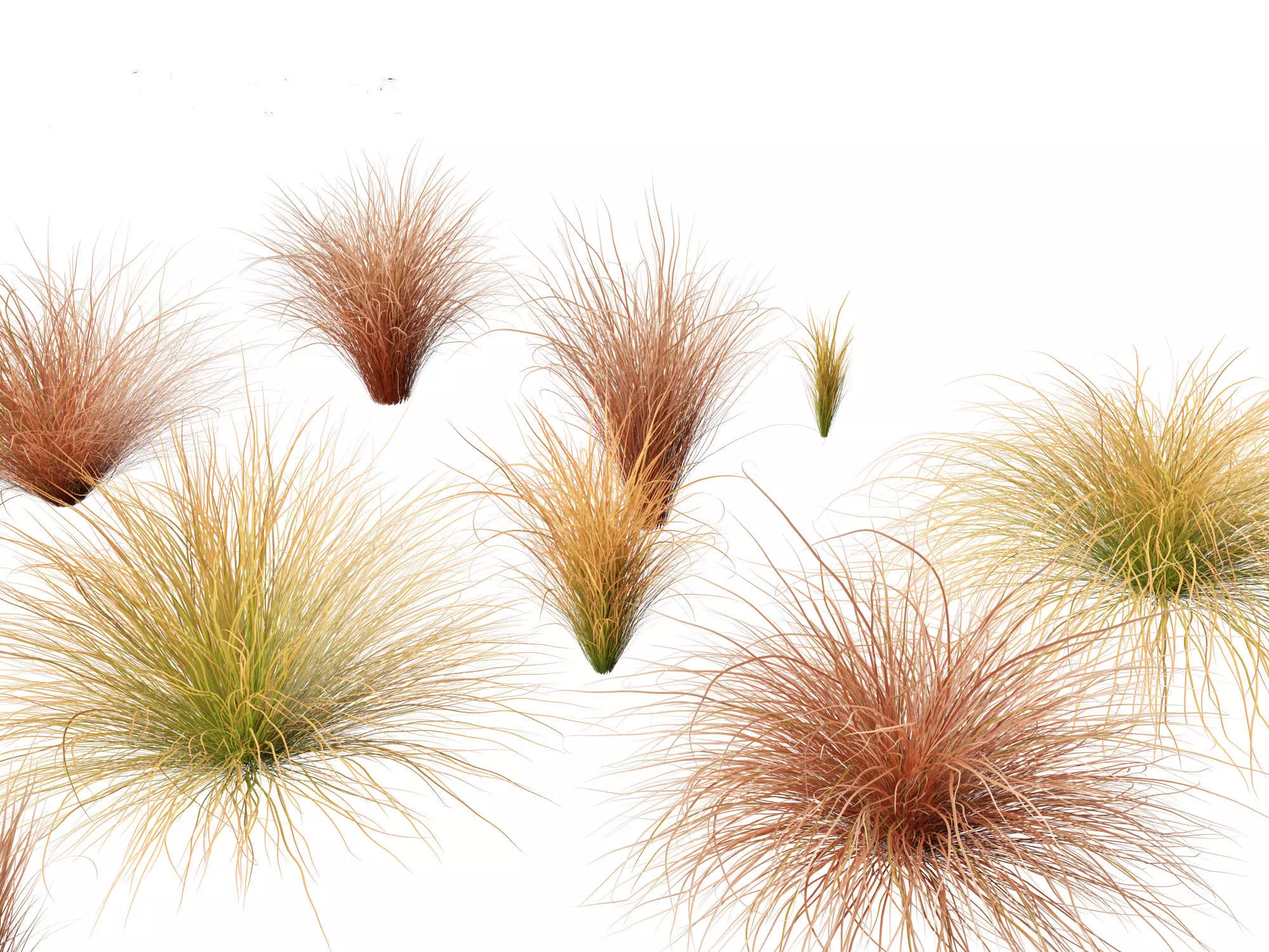 Carex buchananii - leatherleaf sedge 01 3D model_0