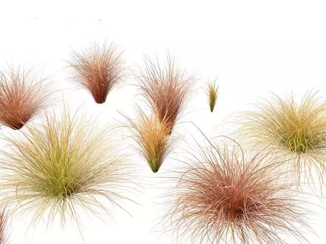 Carex buchananii - leatherleaf sedge 01 3D model