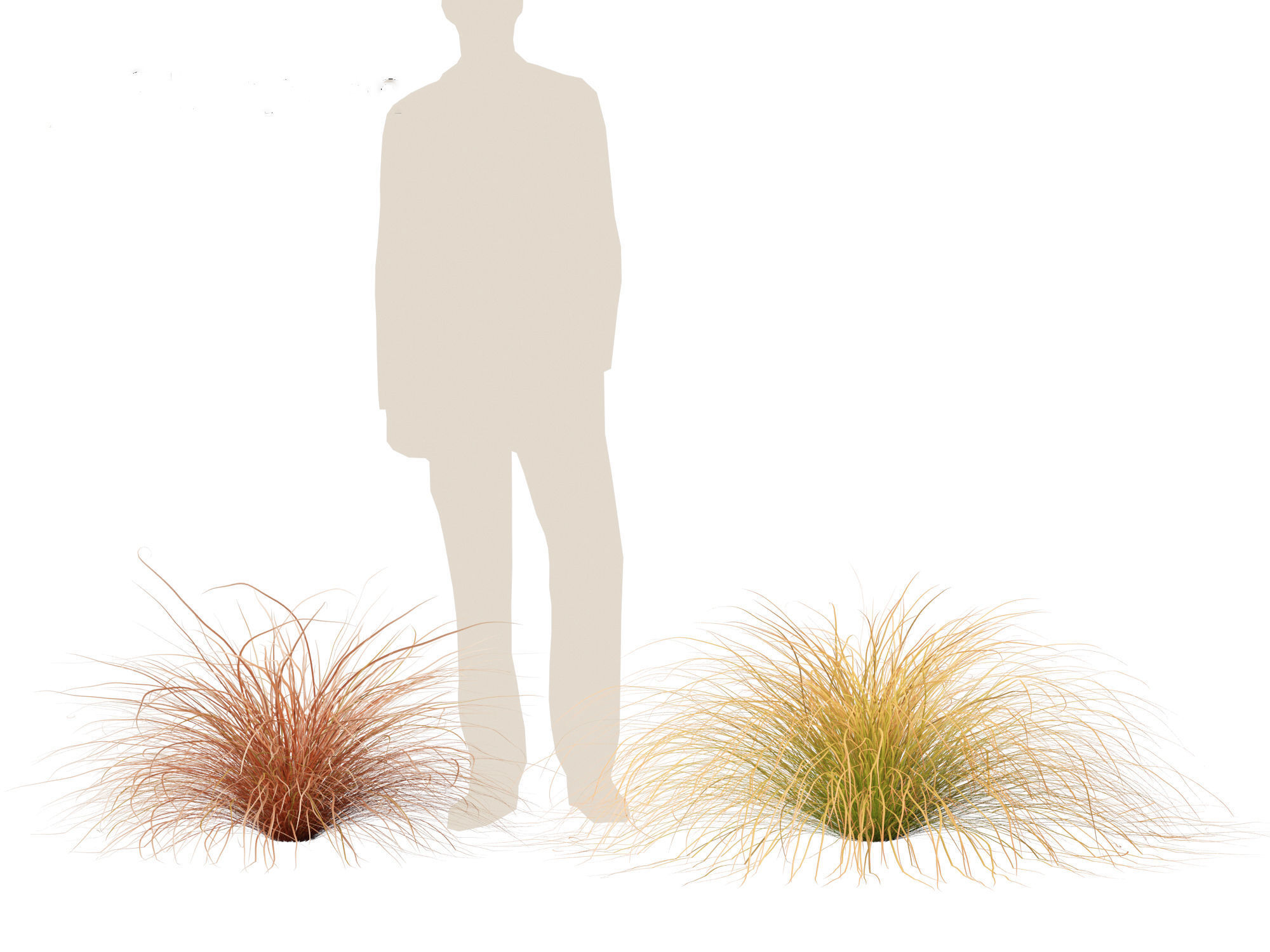 Carex buchananii - leatherleaf sedge 01 3D model_4