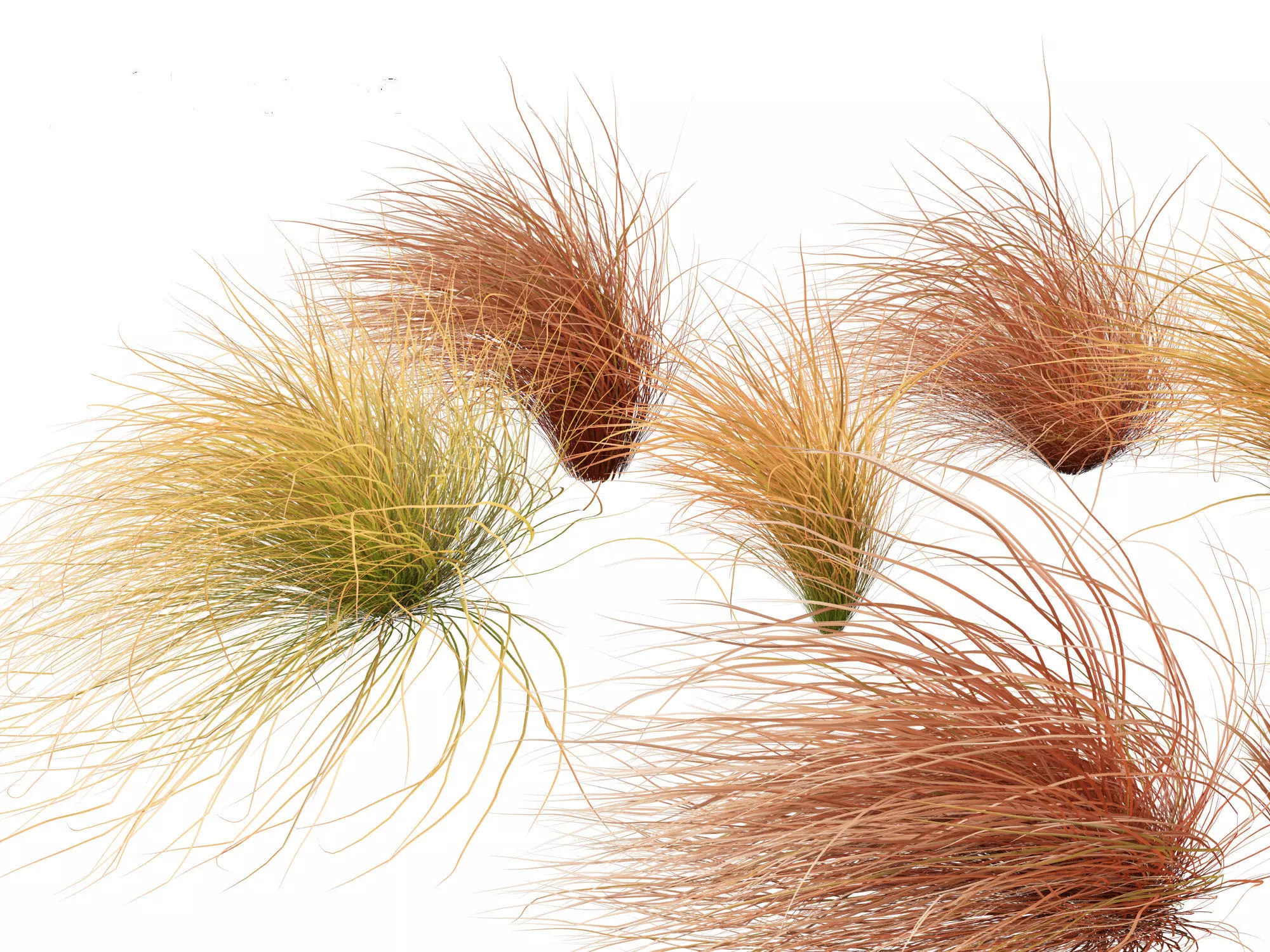 Carex buchananii - leatherleaf sedge 02 3D model