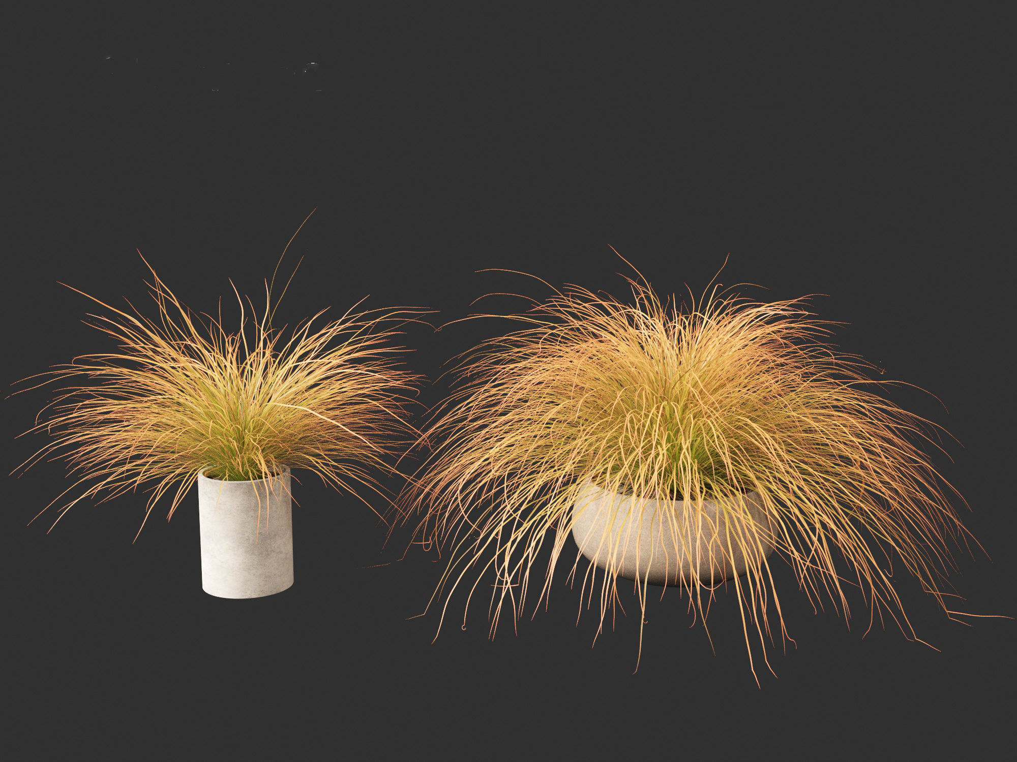Carex buchananii - leatherleaf sedge 03 3D model_7