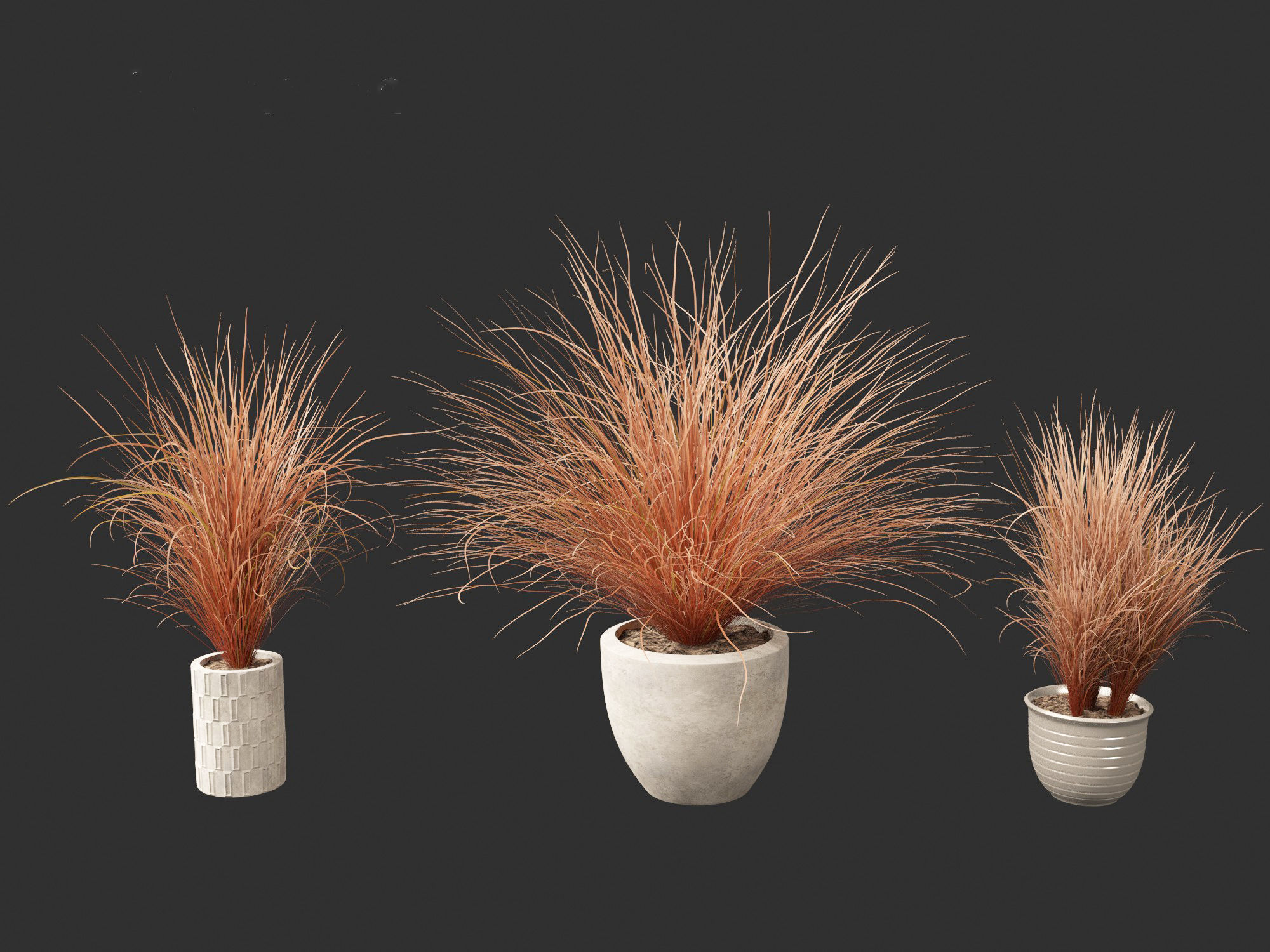 Carex buchananii - leatherleaf sedge 03 3D model_5