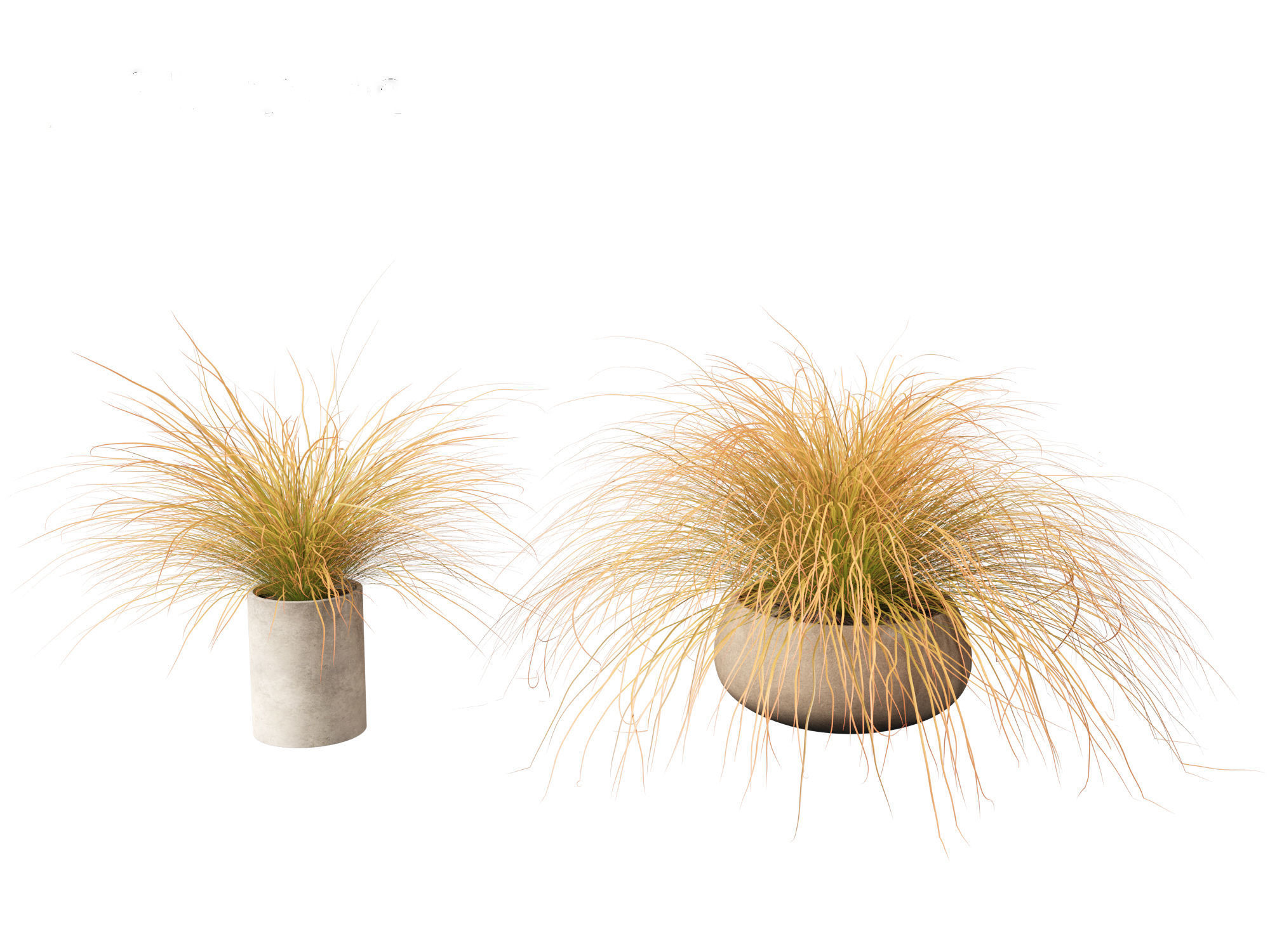 Carex buchananii - leatherleaf sedge 03 3D model_6
