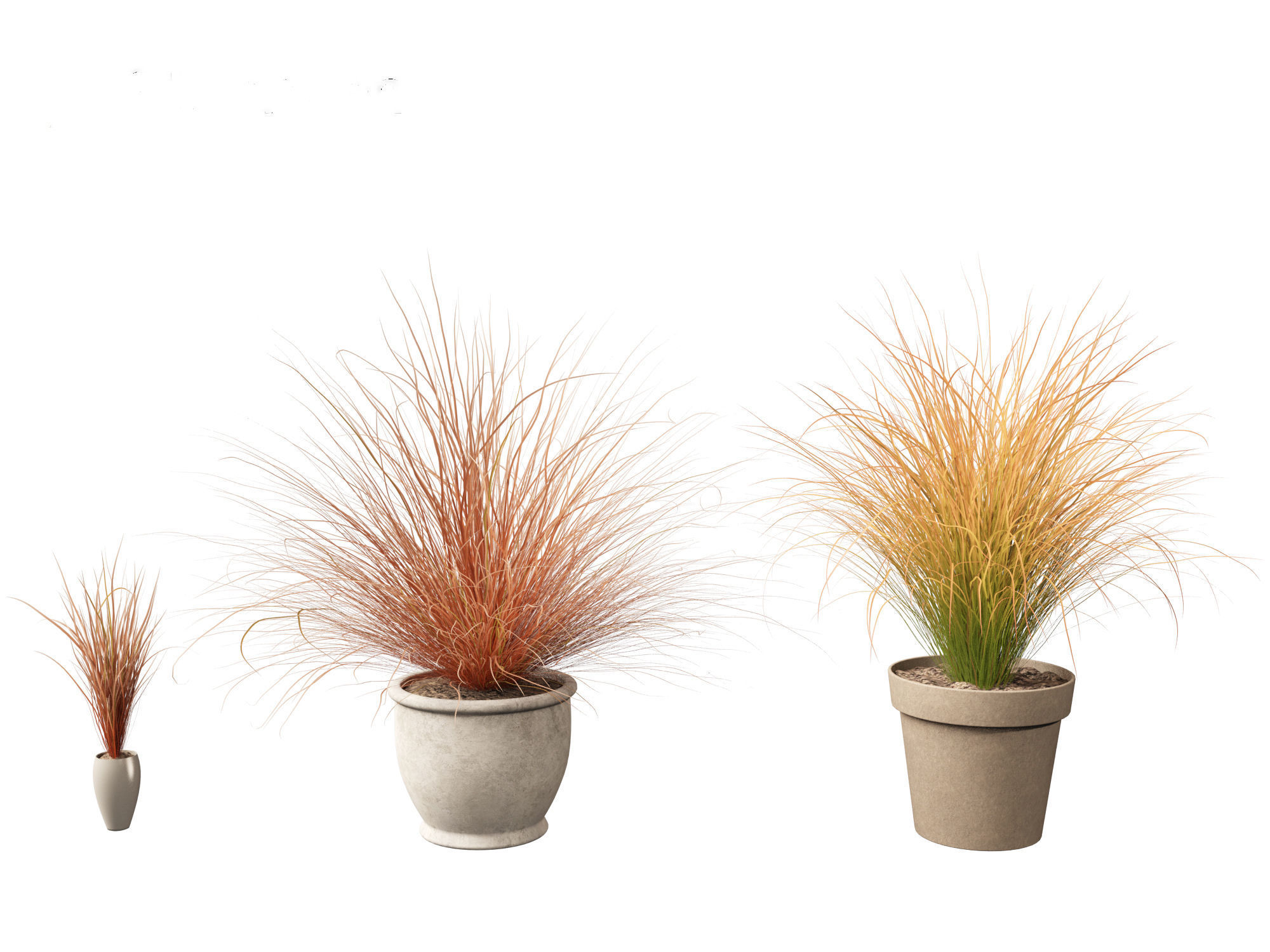 Carex buchananii - leatherleaf sedge 03 3D model_2