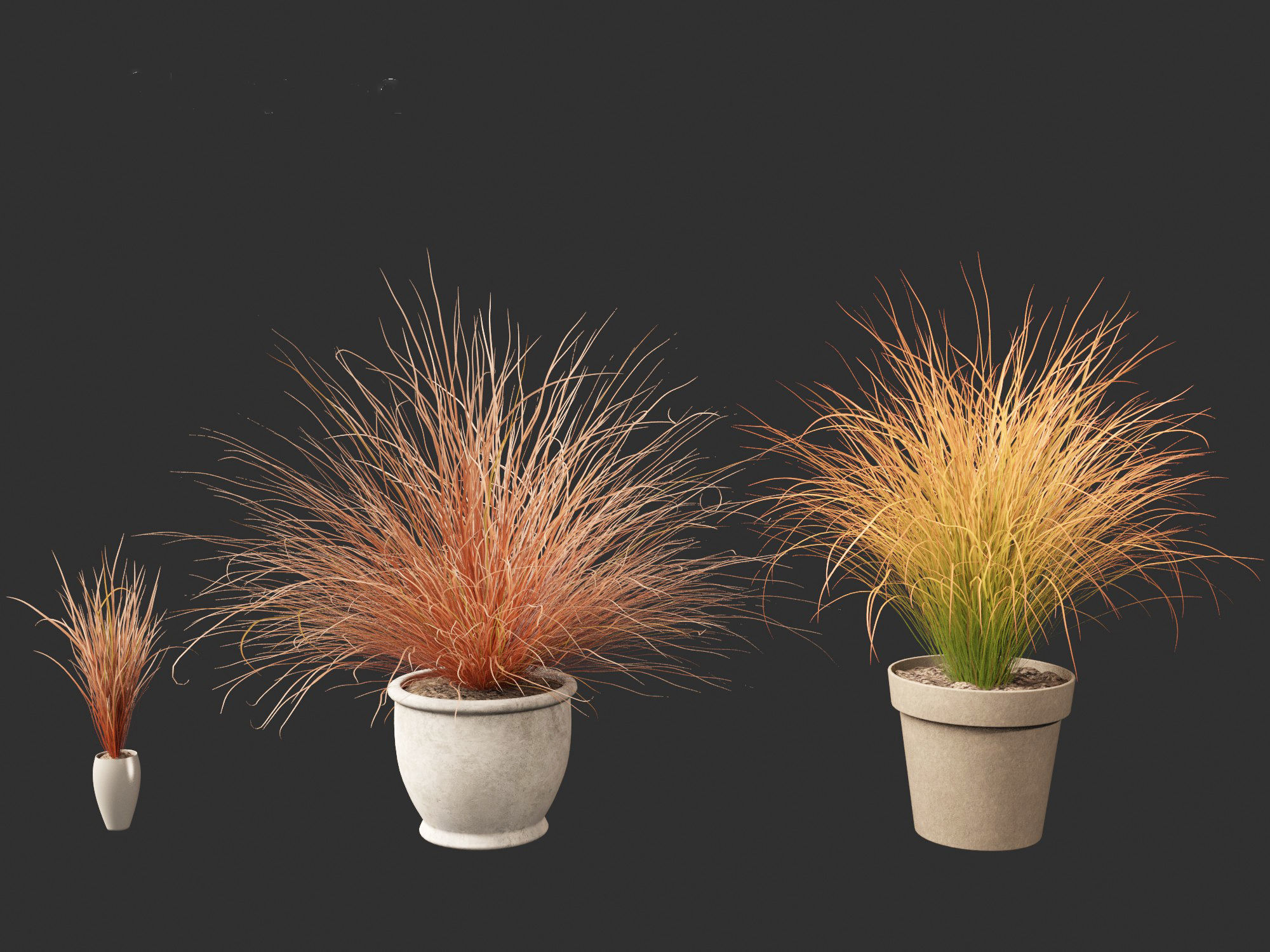Carex buchananii - leatherleaf sedge 03 3D model_3