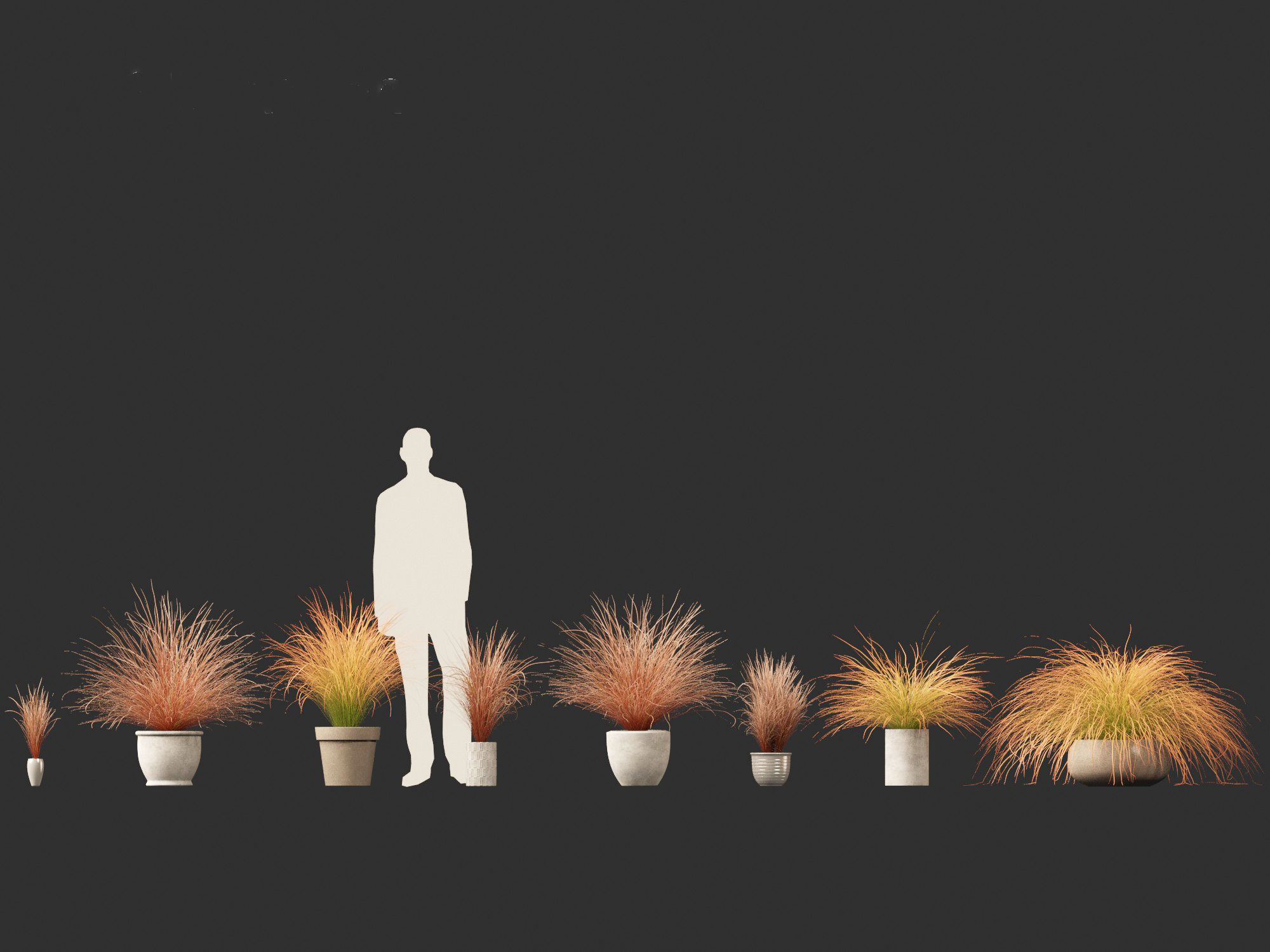 Carex buchananii - leatherleaf sedge 03 3D model_1