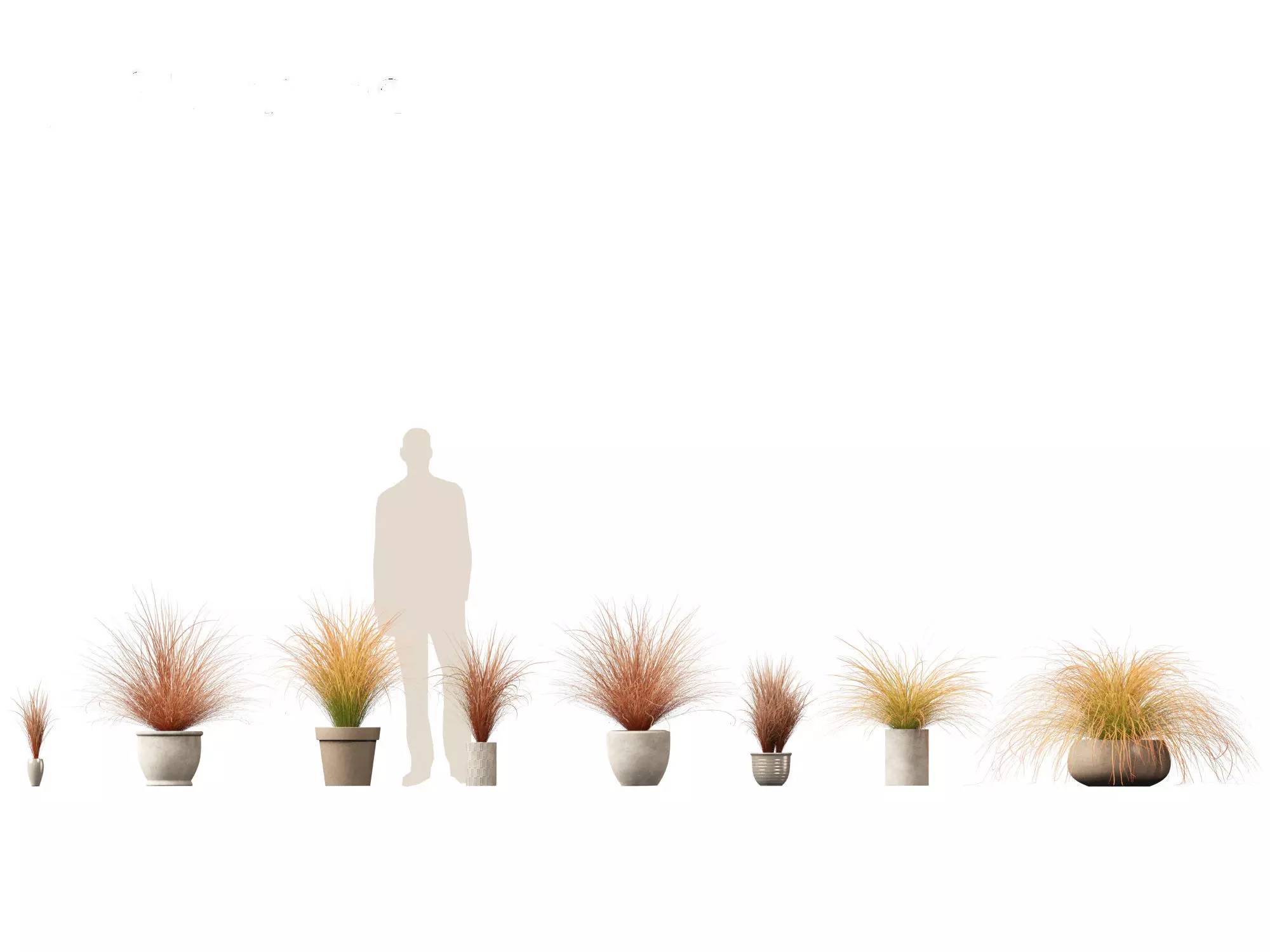 Carex buchananii - leatherleaf sedge 03 3D model_0