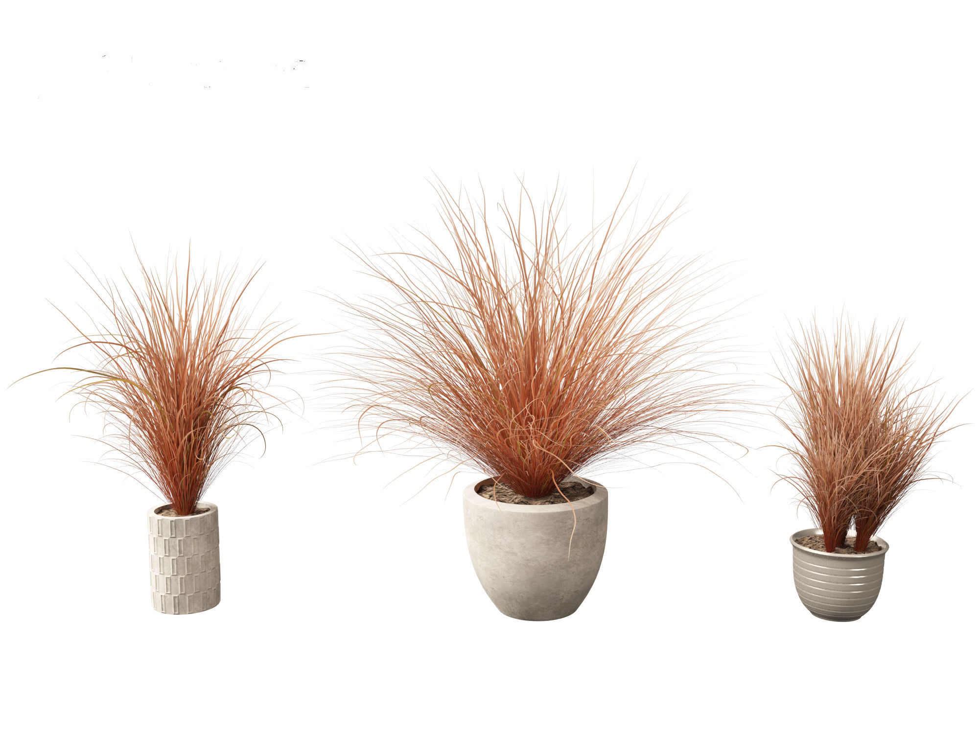 Carex buchananii - leatherleaf sedge 03 3D model_4