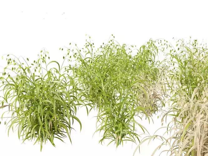 Chasmanthium latifolium - Inland sea oats 01