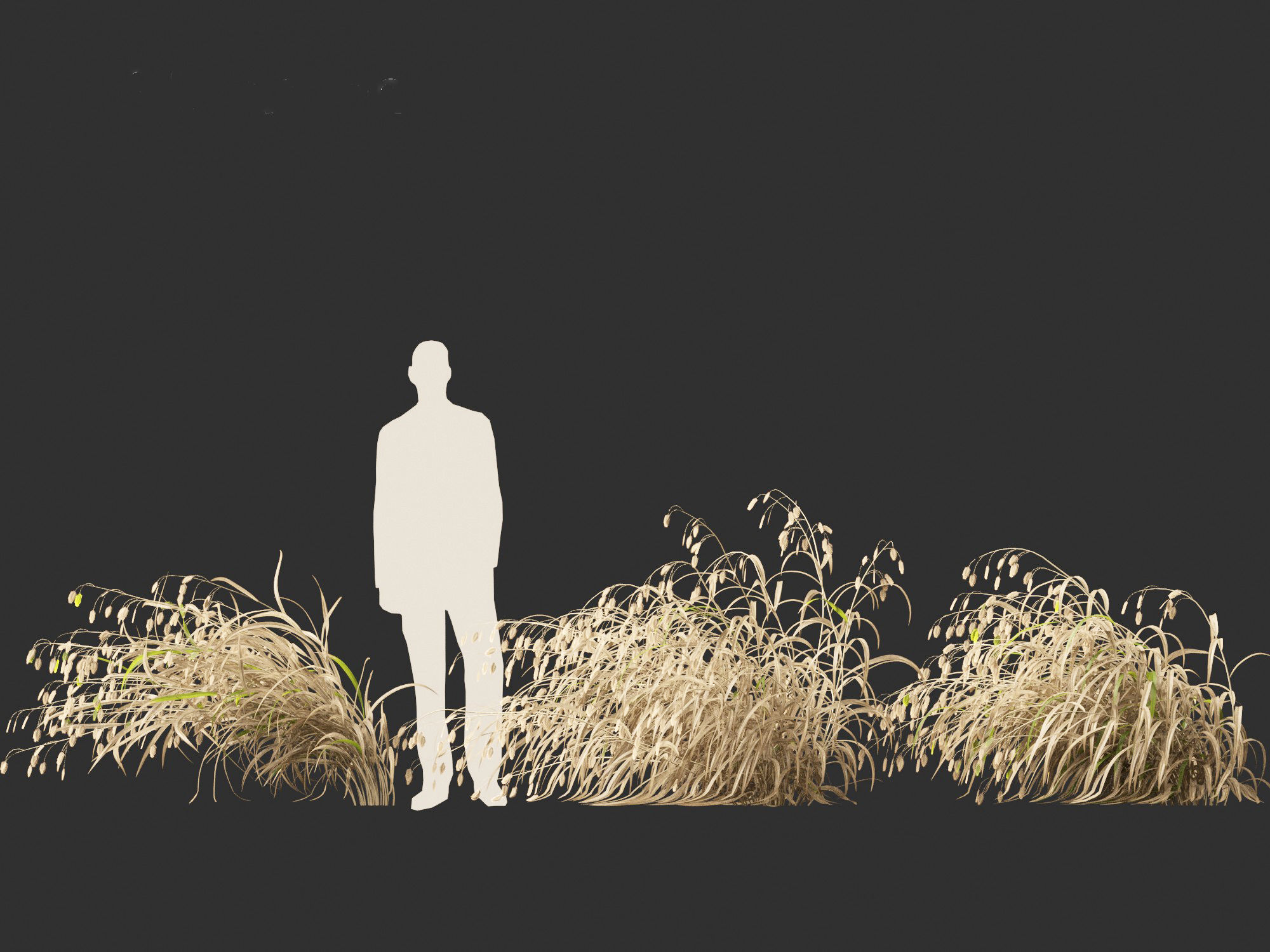 Chasmanthium latifolium - Inland sea oats 02 3D model_7