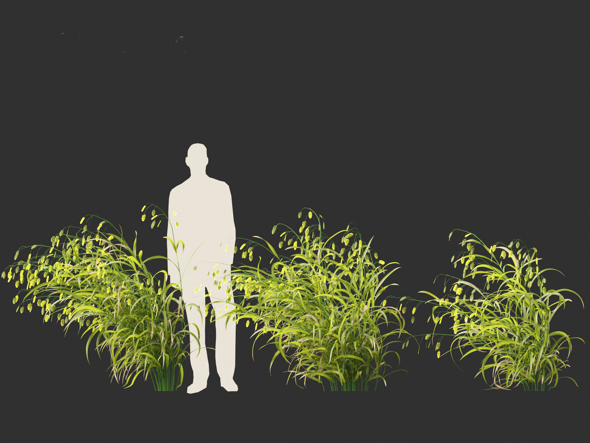 Chasmanthium latifolium - Inland sea oats 02 3D model_3