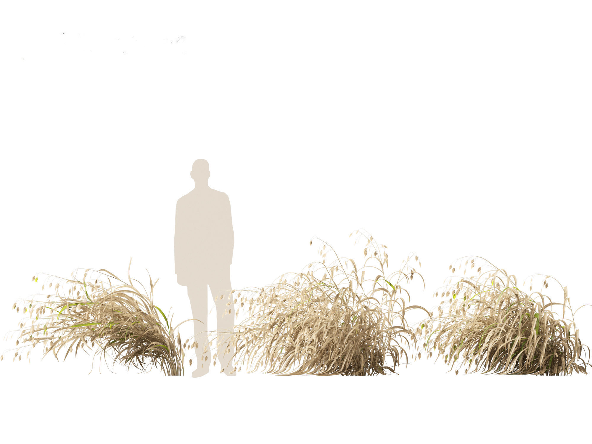 Chasmanthium latifolium - Inland sea oats 02 3D model_6