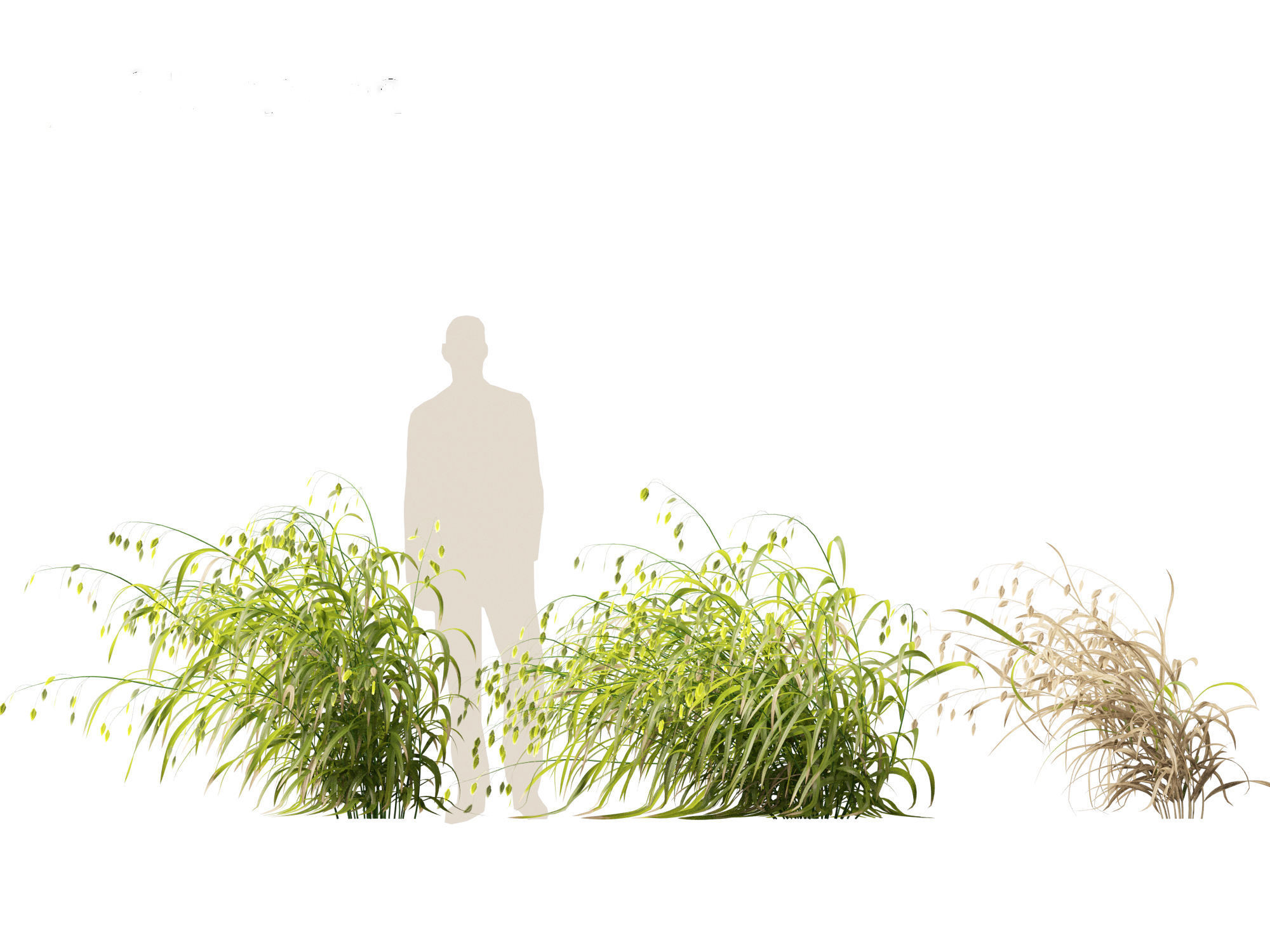 Chasmanthium latifolium - Inland sea oats 02 3D model_4