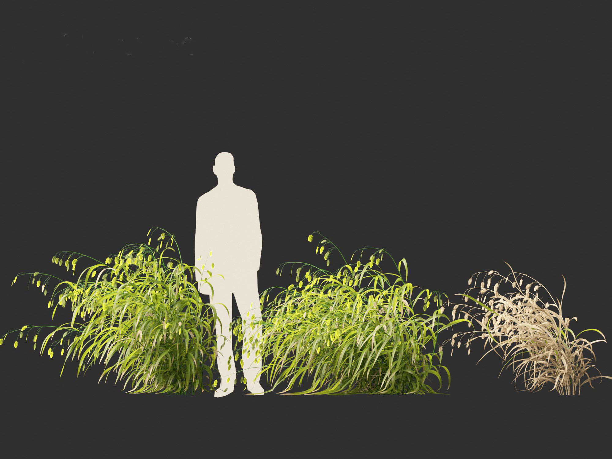 Chasmanthium latifolium - Inland sea oats 02 3D model_5