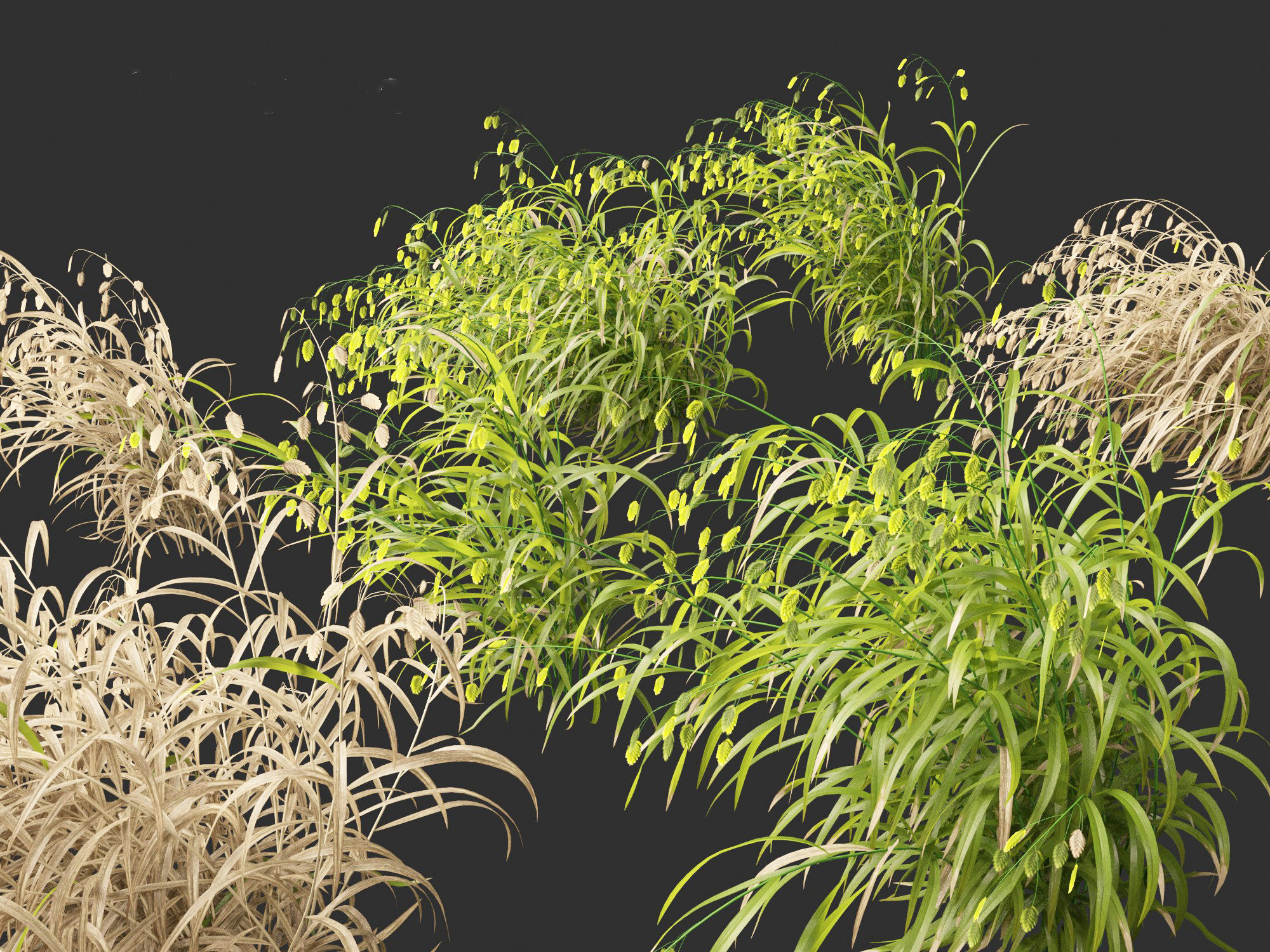 Chasmanthium latifolium - Inland sea oats 02 3D model_1