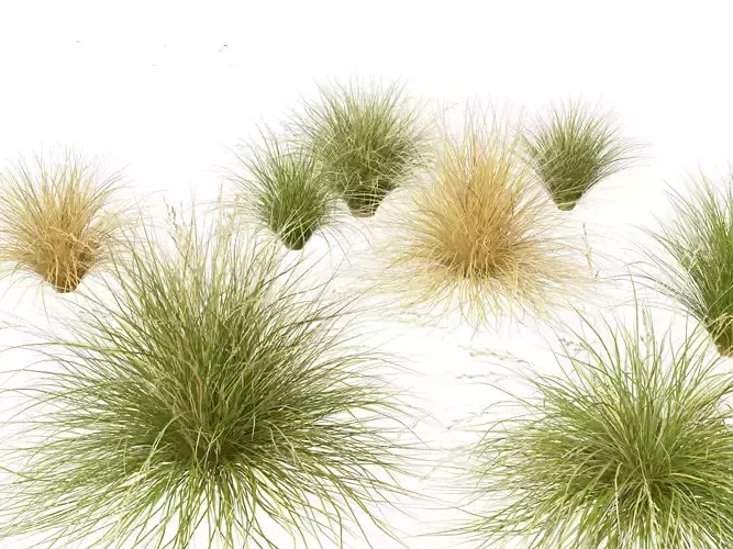 Chionochloa rubra - Red tussock grass 01