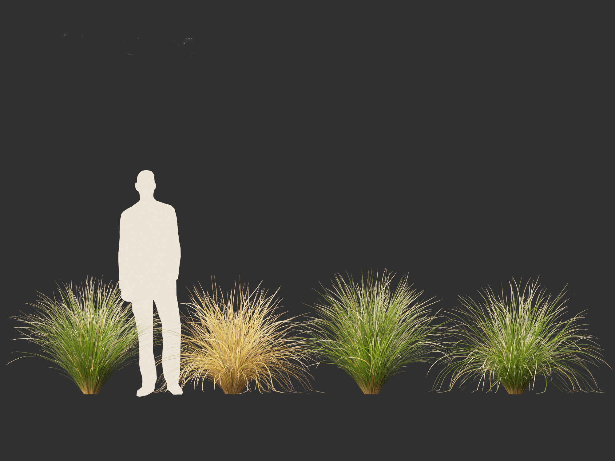 Chionochloa rubra - Red tussock grass 01 3D model_7