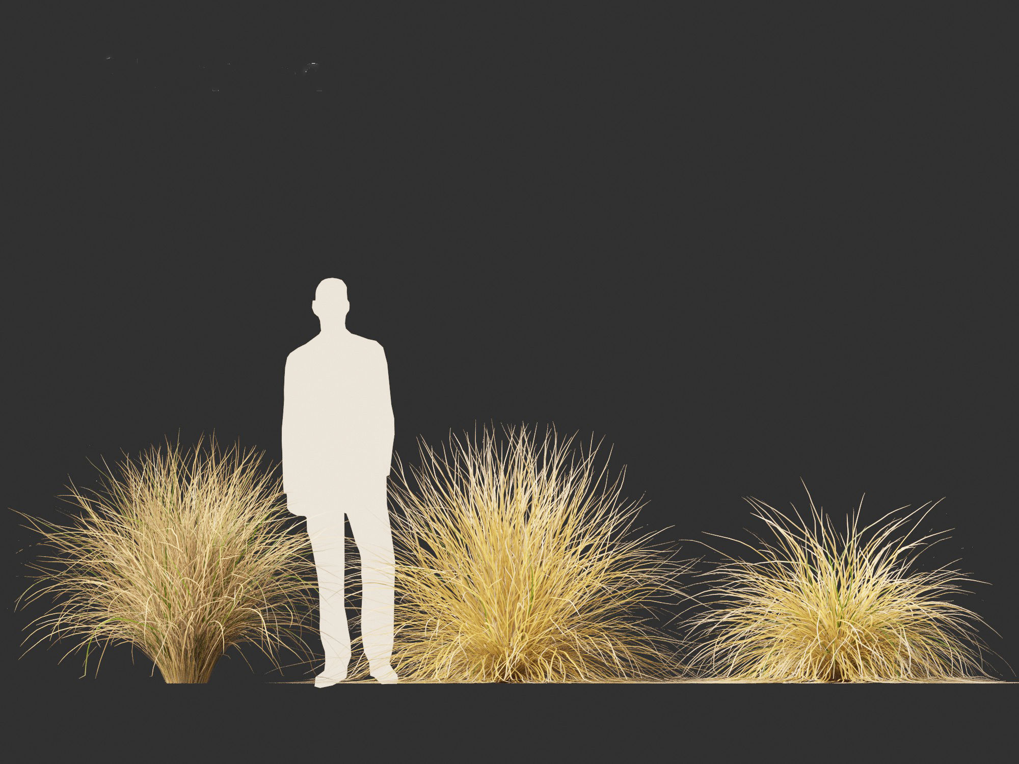 Chionochloa rubra - Red tussock grass 01 3D model_5