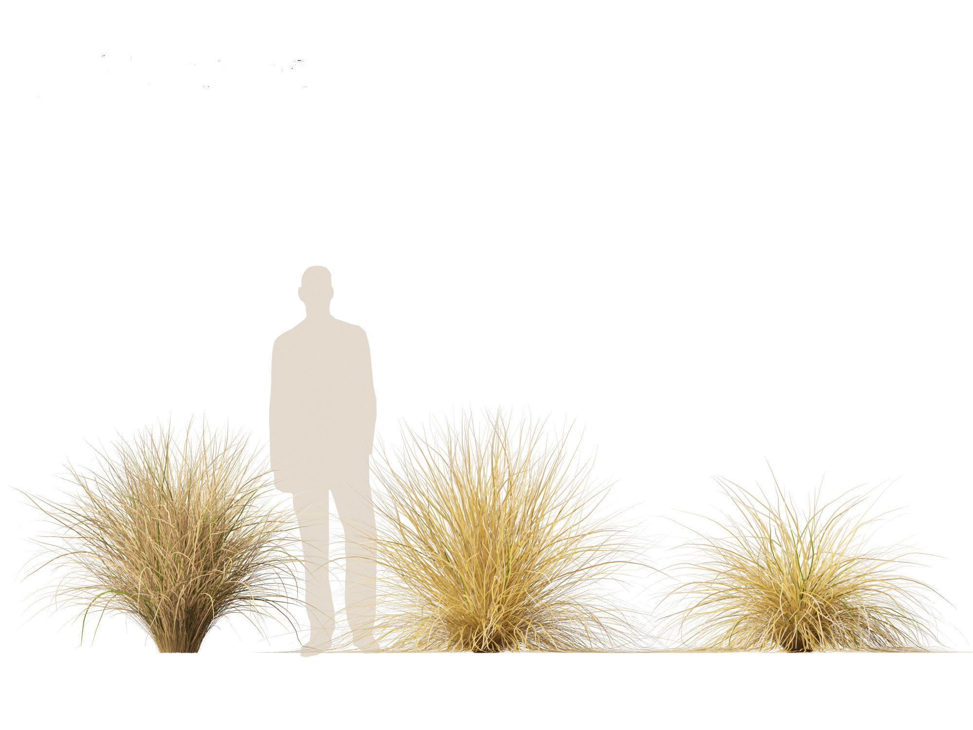 Chionochloa rubra - Red tussock grass 01 3D model_4