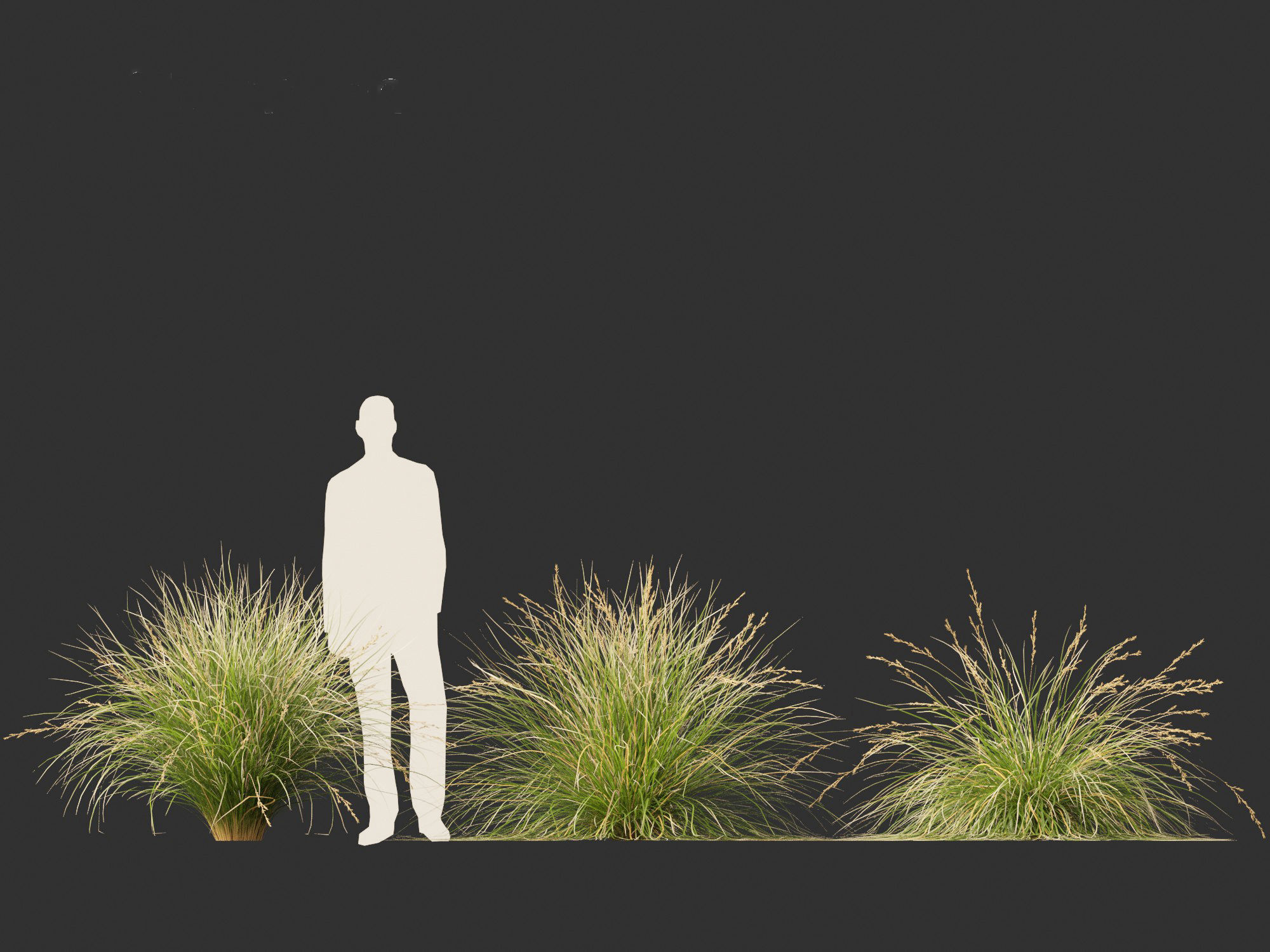 Chionochloa rubra - Red tussock grass 01 3D model_3