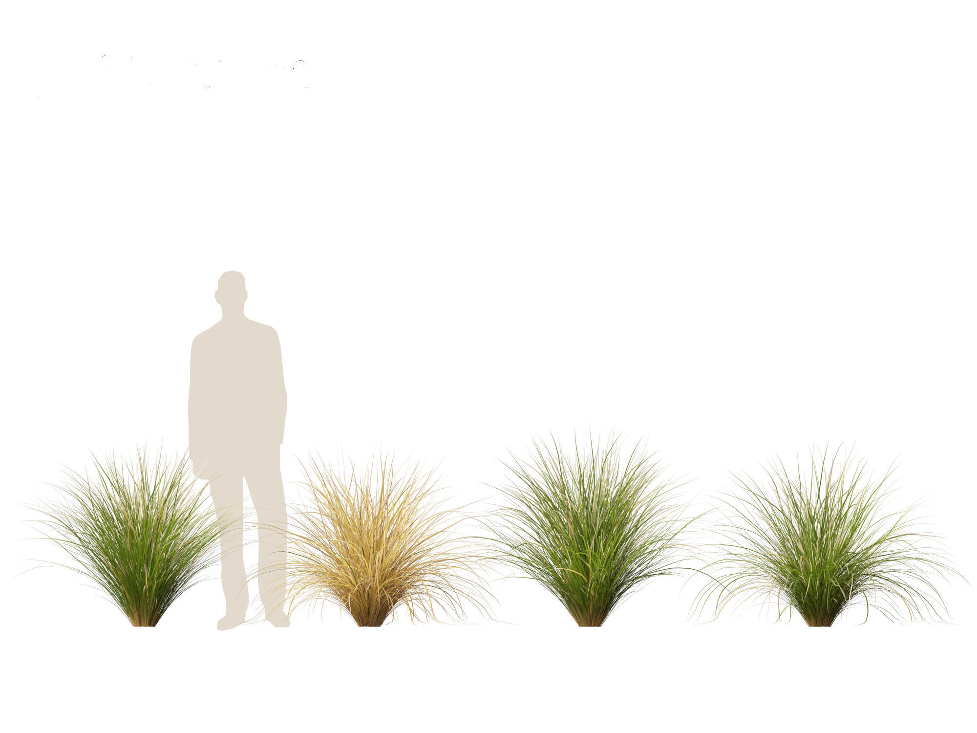 Chionochloa rubra - Red tussock grass 01 3D model_6