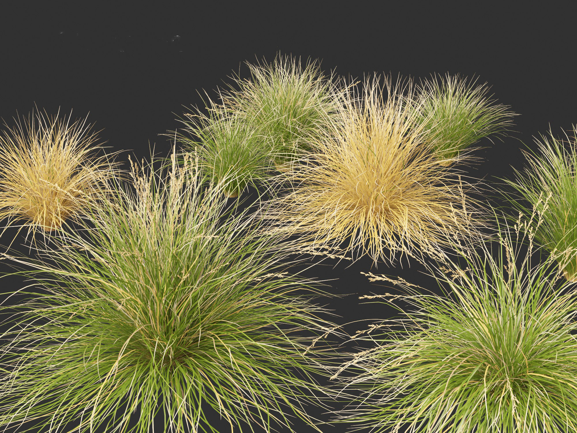 Chionochloa rubra - Red tussock grass 01 3D model_1