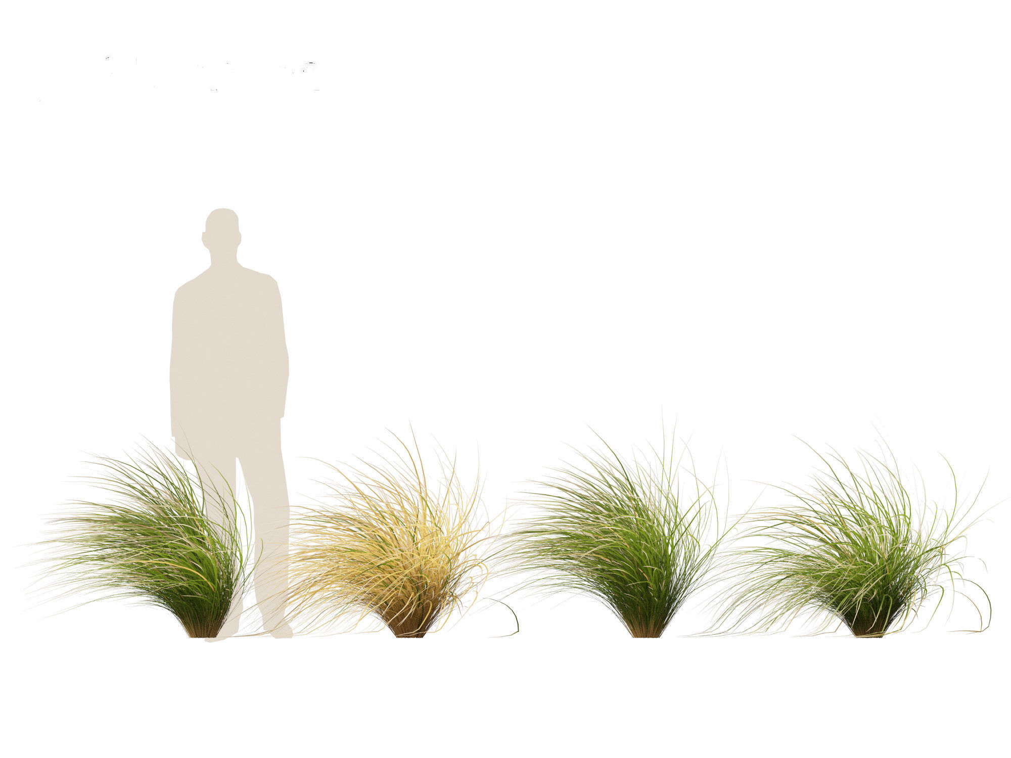 Chionochloa rubra - Red tussock grass 02 3D model_6