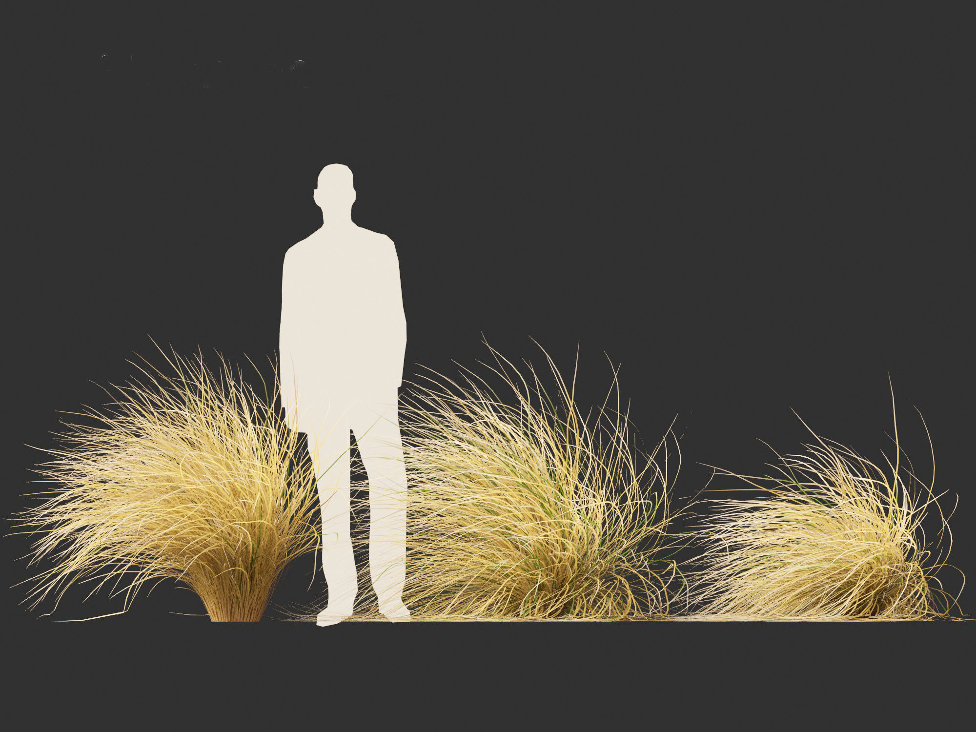 Chionochloa rubra - Red tussock grass 02 3D model_5