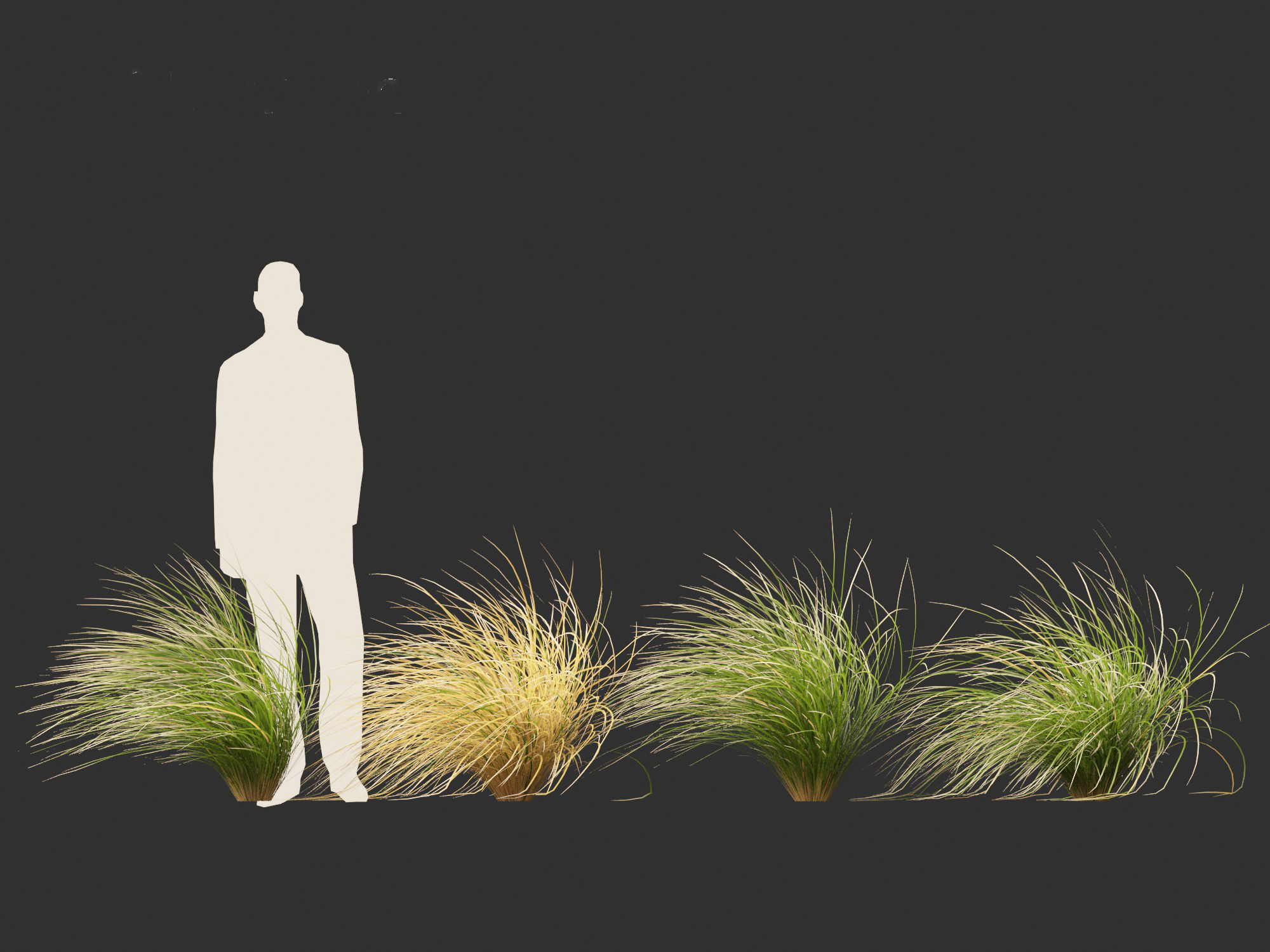 Chionochloa rubra - Red tussock grass 02 3D model_7