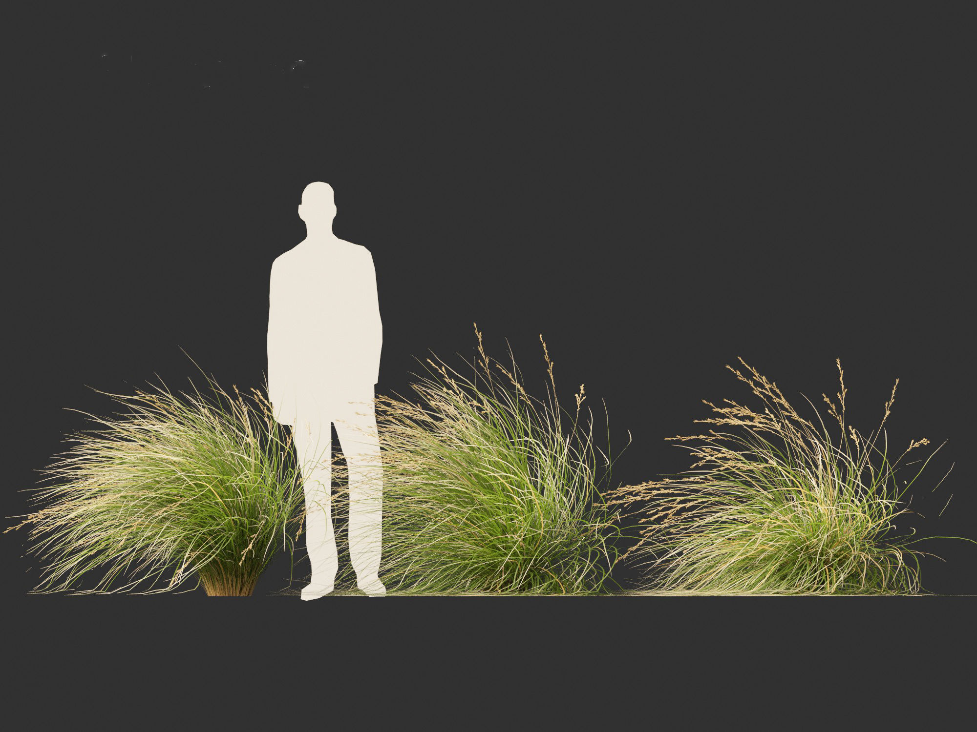 Chionochloa rubra - Red tussock grass 02 3D model_3