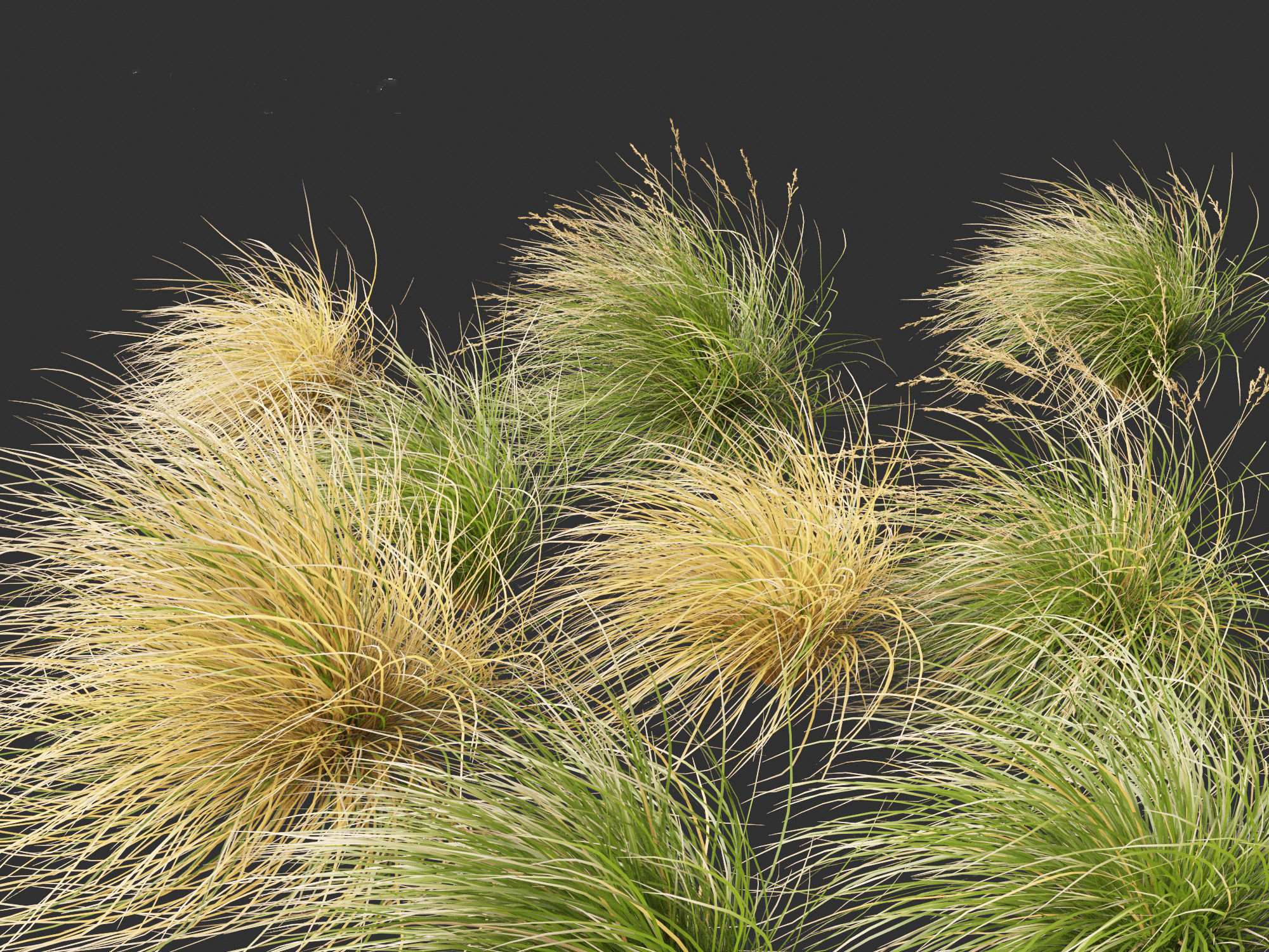 Chionochloa rubra - Red tussock grass 02 3D model_1