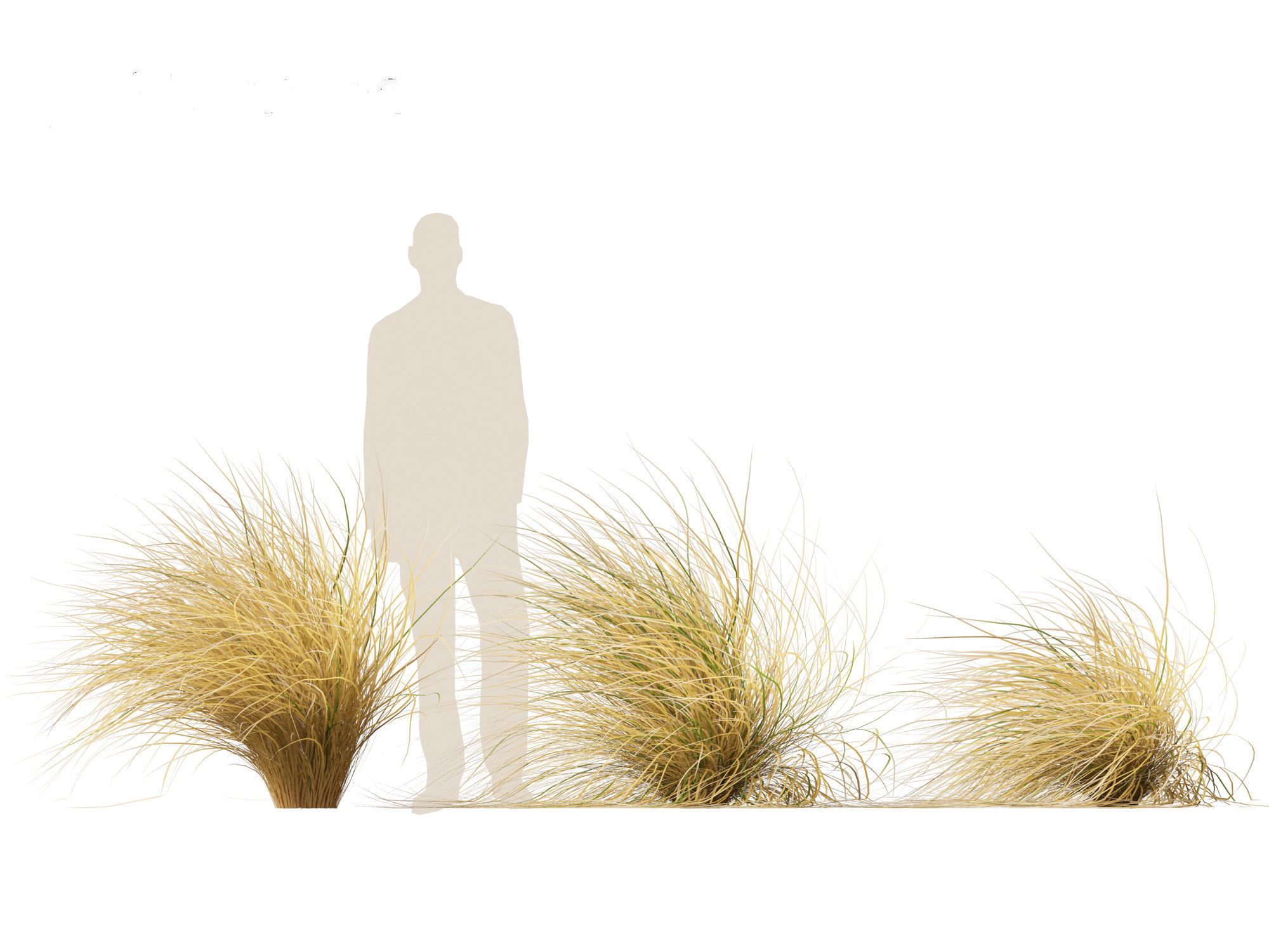 Chionochloa rubra - Red tussock grass 02 3D model_4