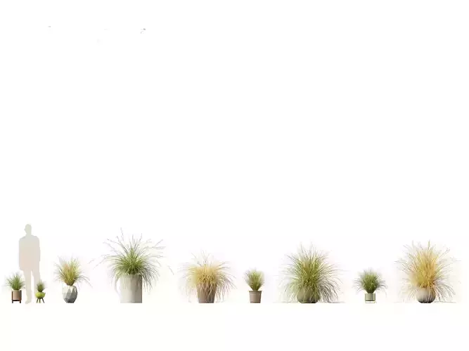 Chionochloa rubra - Red tussock grass 03