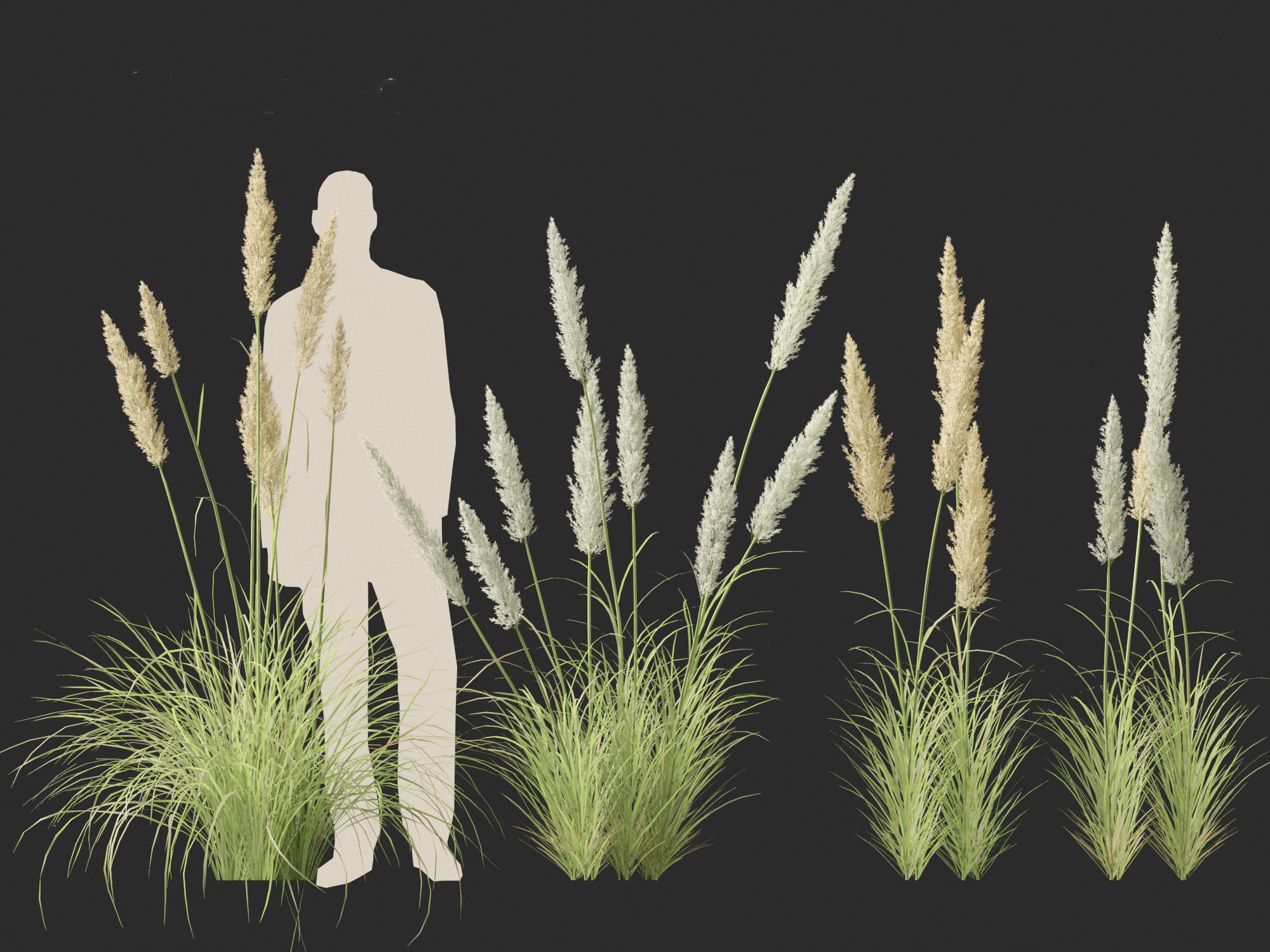 Cortaderia selloana - Pampas grass 01 3D model_8