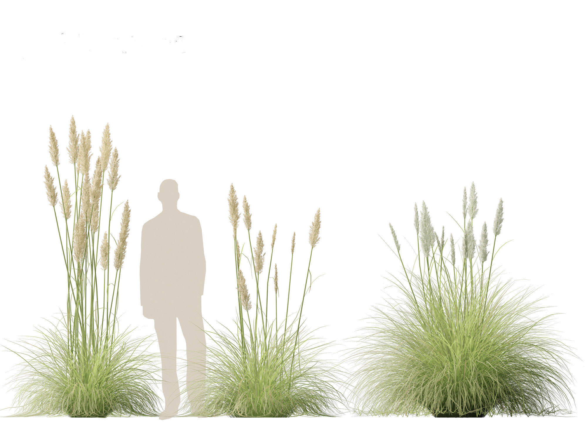 Cortaderia selloana - Pampas grass 01 3D model_11