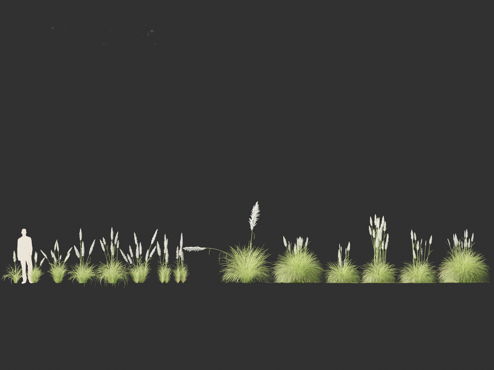 Cortaderia selloana - Pampas grass 01 3D model_4